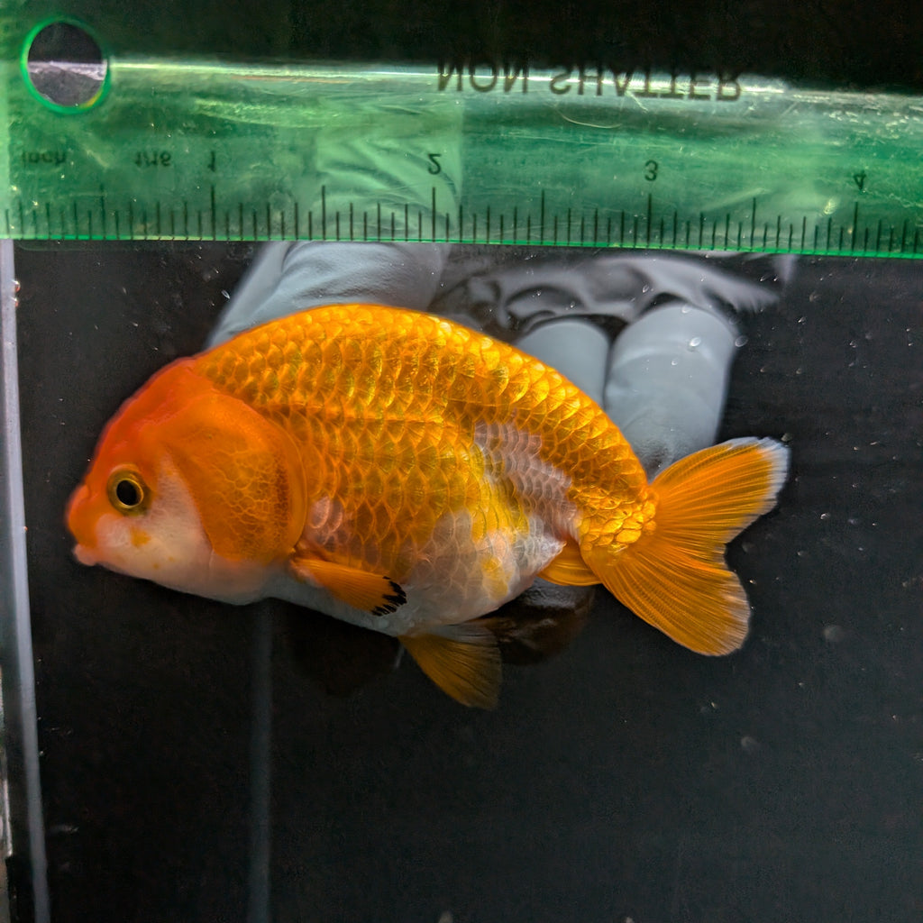 Ranchu Red White 3.5"-4"in. ID#821R4A-055