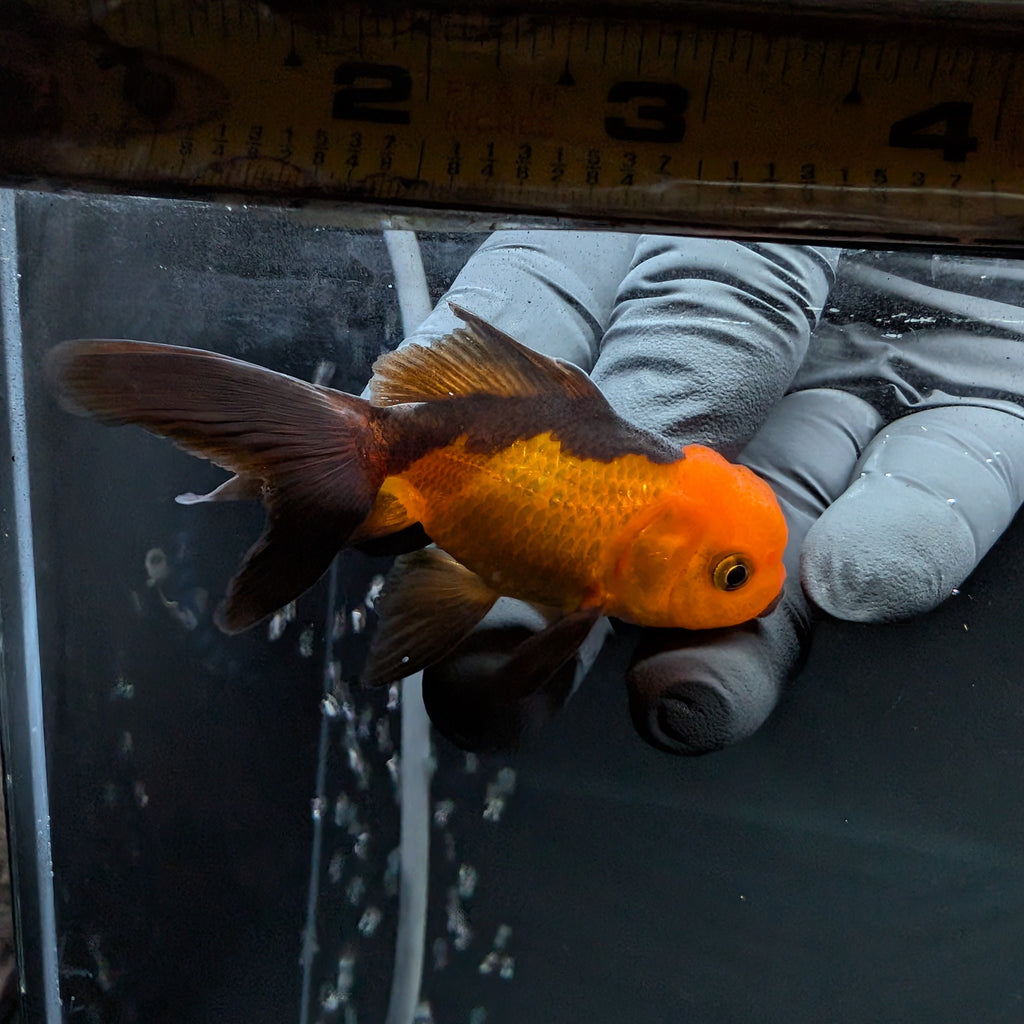 Juvenile Oranda Red Black 3"-3.5"in.  ID#522T1A-003 Please See Notes.