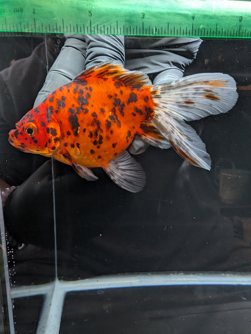 Tamasaba Calico 4" in. ID#1023TM1B-023