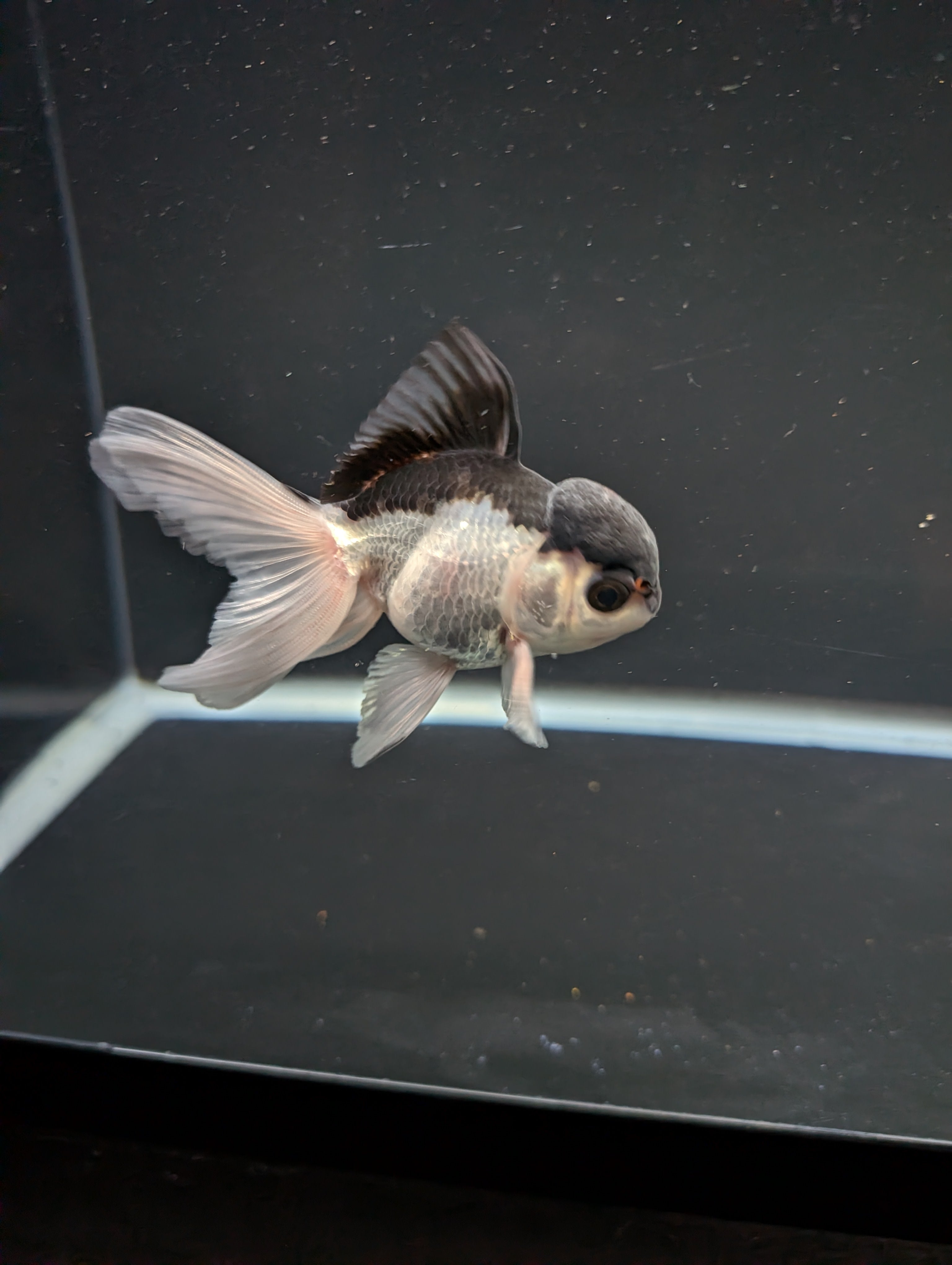 Juvenile Oranda Panda 3.5"-4" in.  ID#508T2A-030