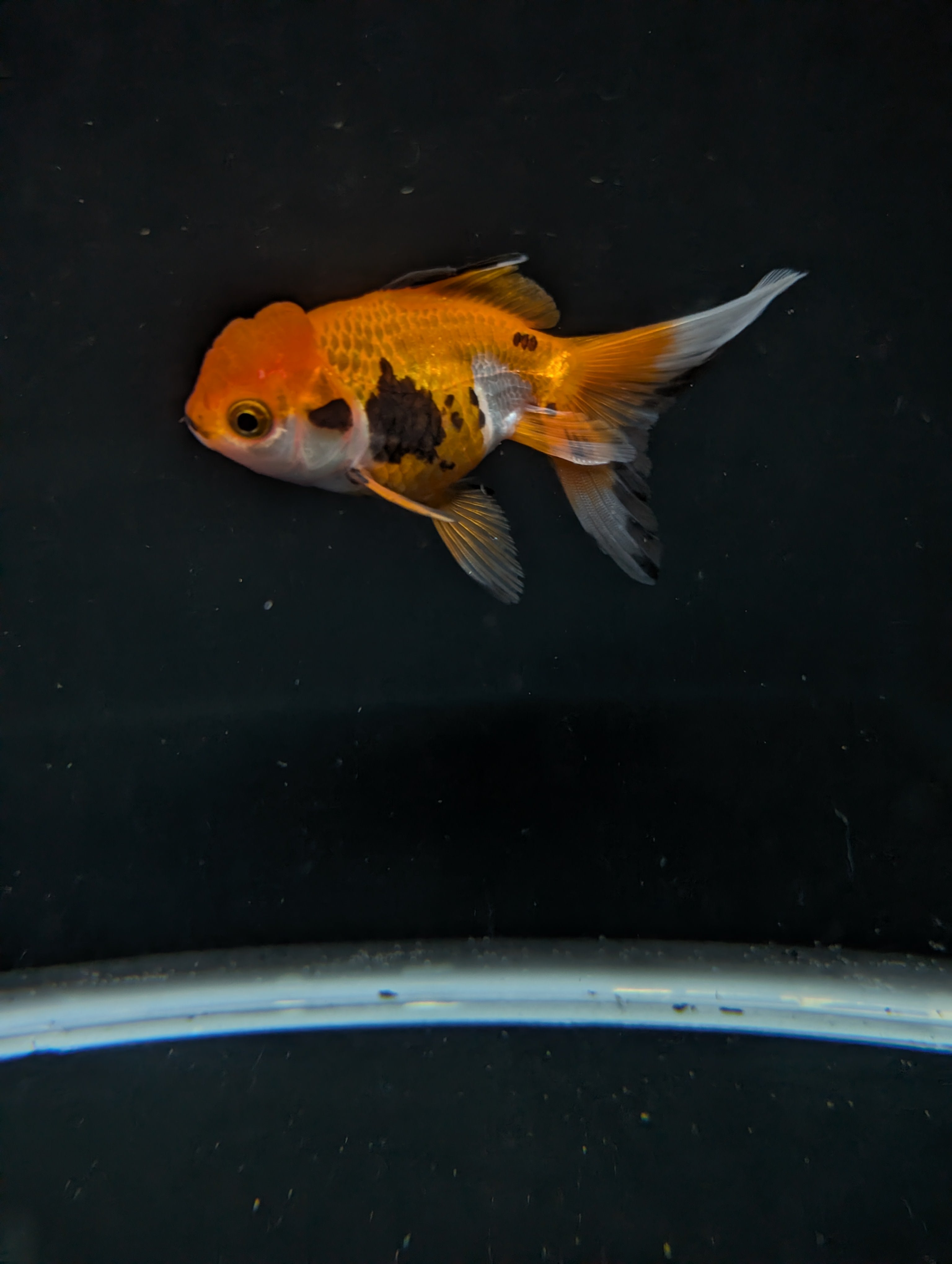 Juvenile Oranda  Tricolor 3"-3.5"in.  ID#619T1A-014