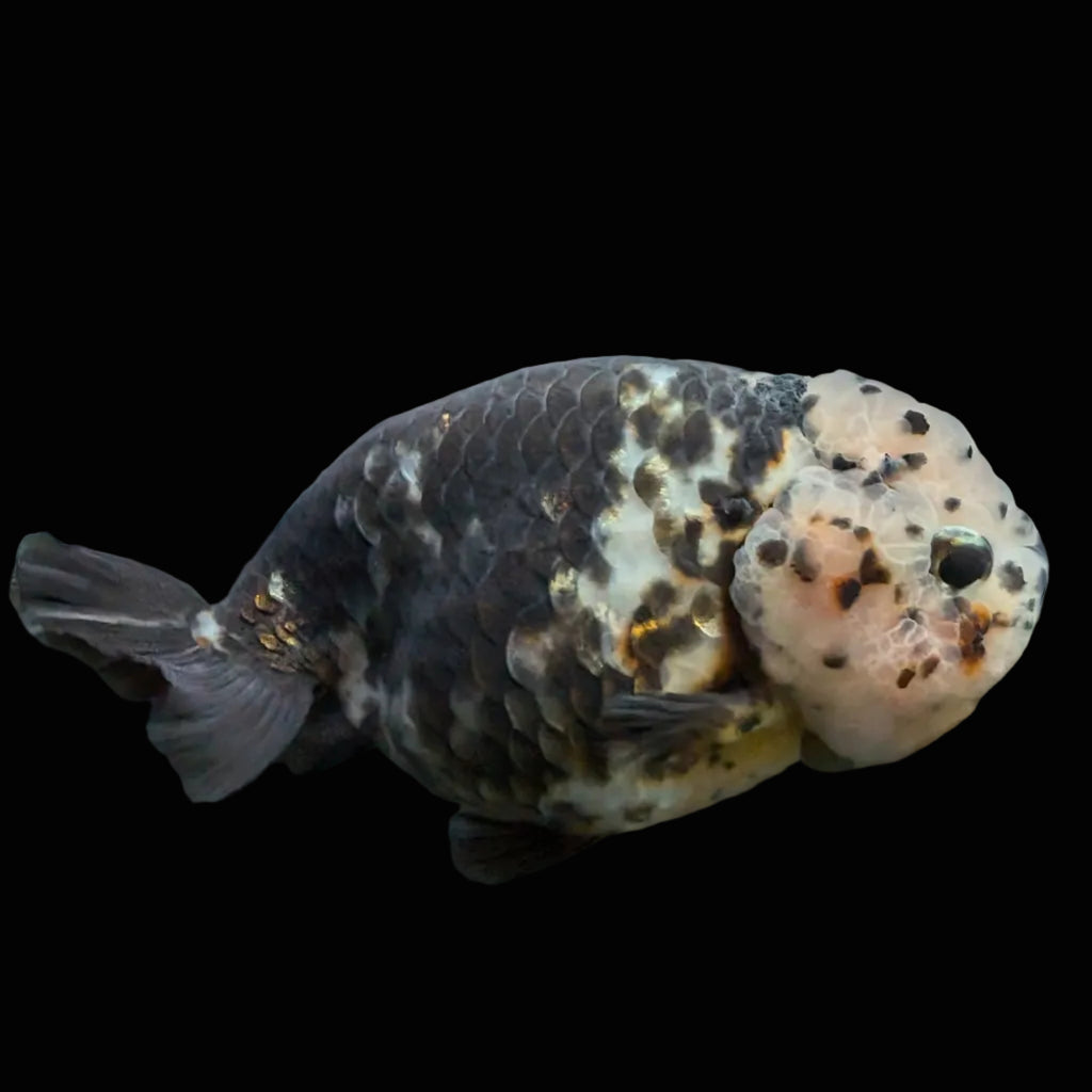 Jumbo Ranchu Heavy Ink Calico 4"-4.5" in. ID#918R8A-071