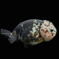 Jumbo Ranchu Heavy Ink Calico 4"-4.5" in. ID#918R8A-071