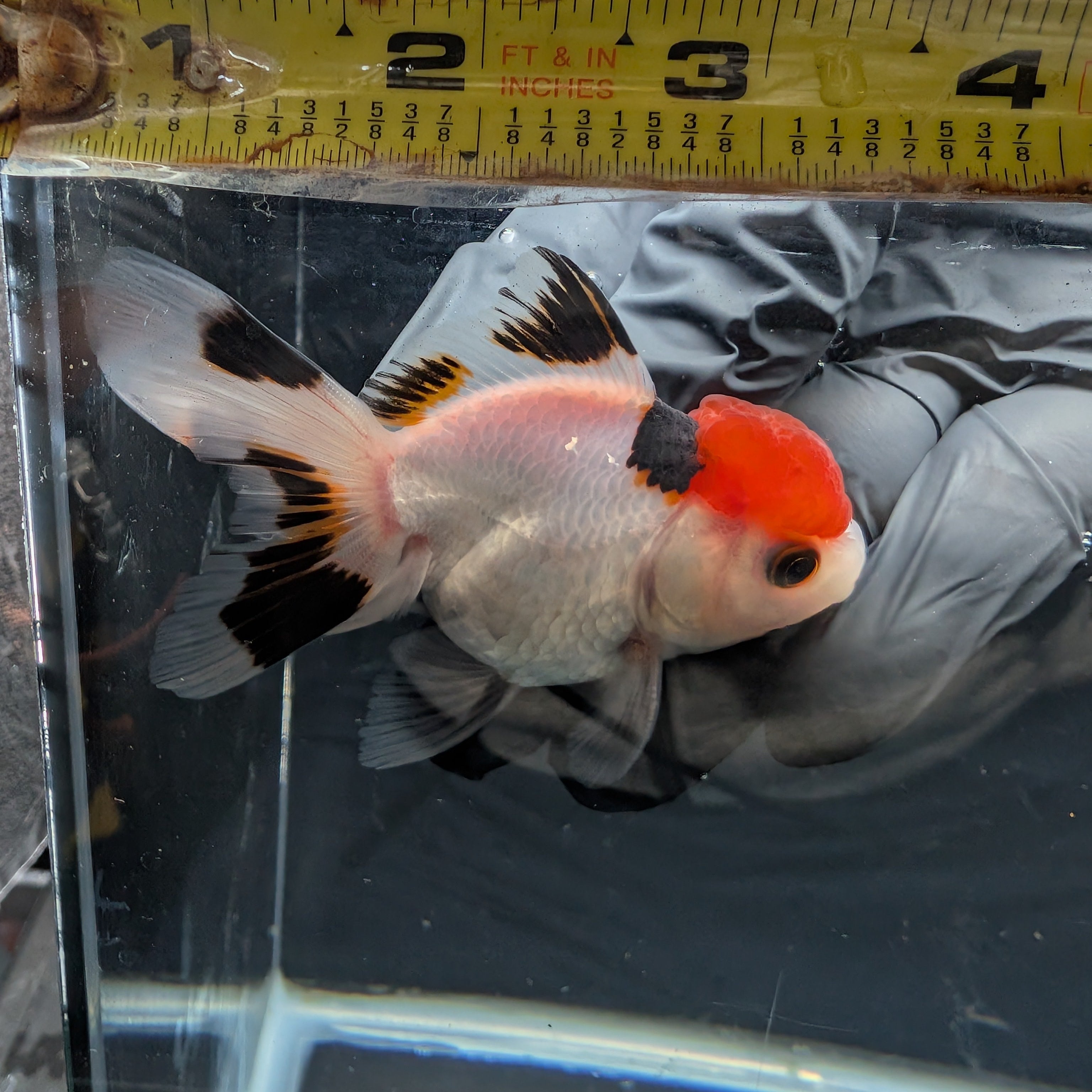 Juvenile Oranda Tricolor 3.5"-4" in.  ID#403T8A-005