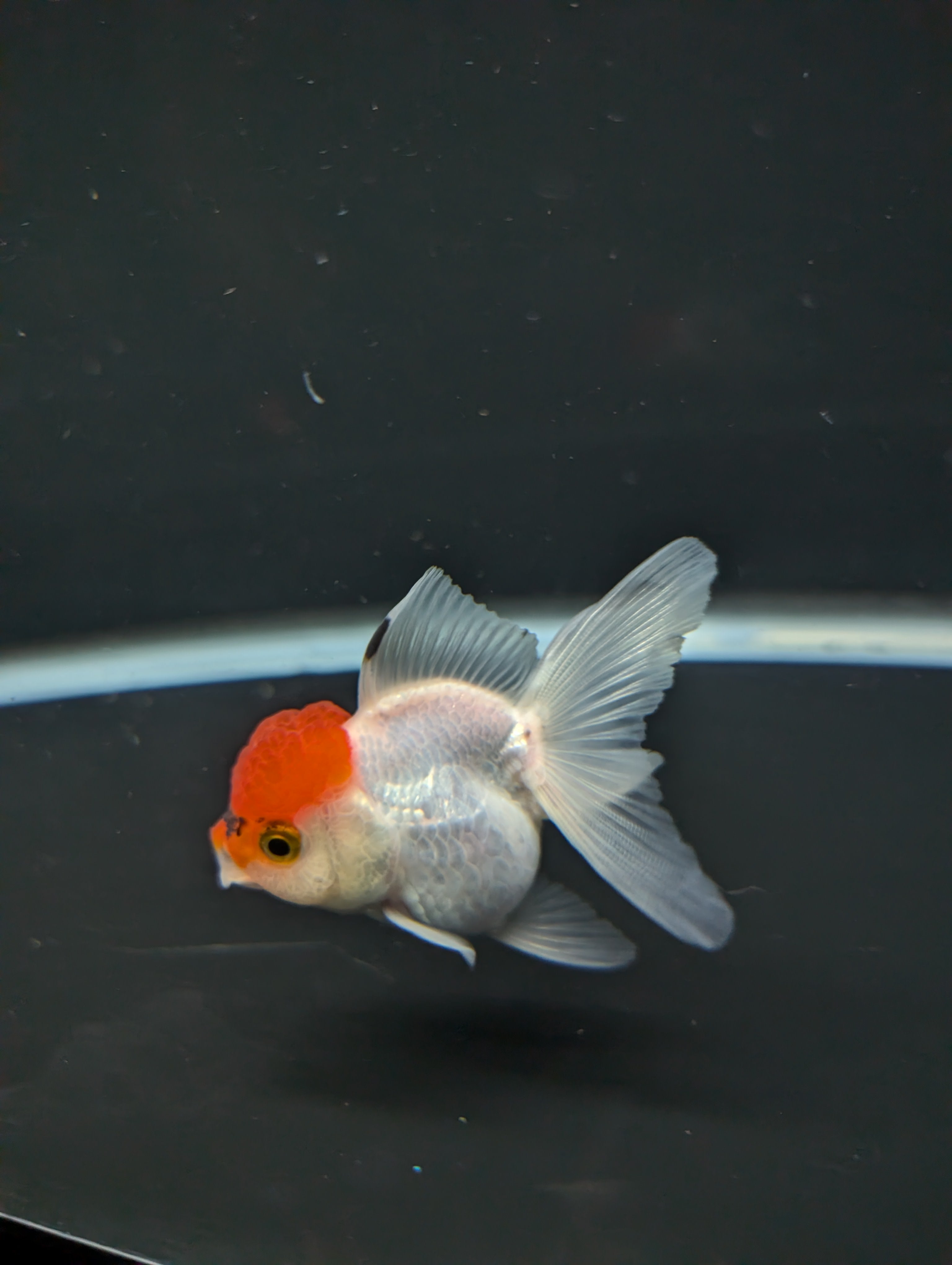 Juvenile Oranda Tricolor 3.5"-4" in.  ID#501T2A-001