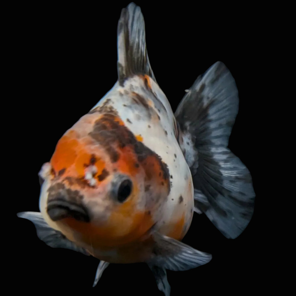 Thai Oranda Shogun Calico 4" in. ID#626SG7A-005
