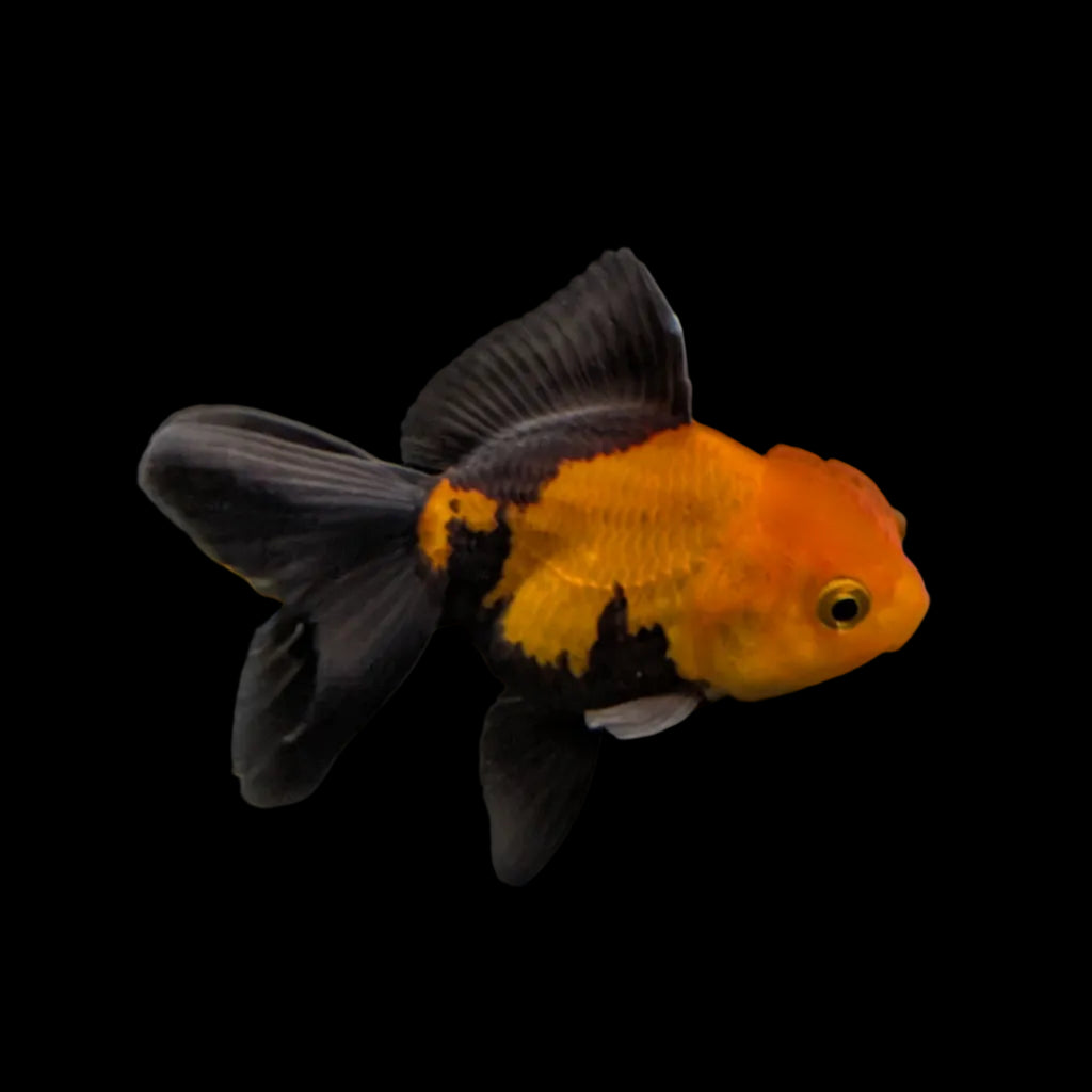 Juvenile Oranda Tricolor 3.5"-4" in.  ID#320T13b-006
