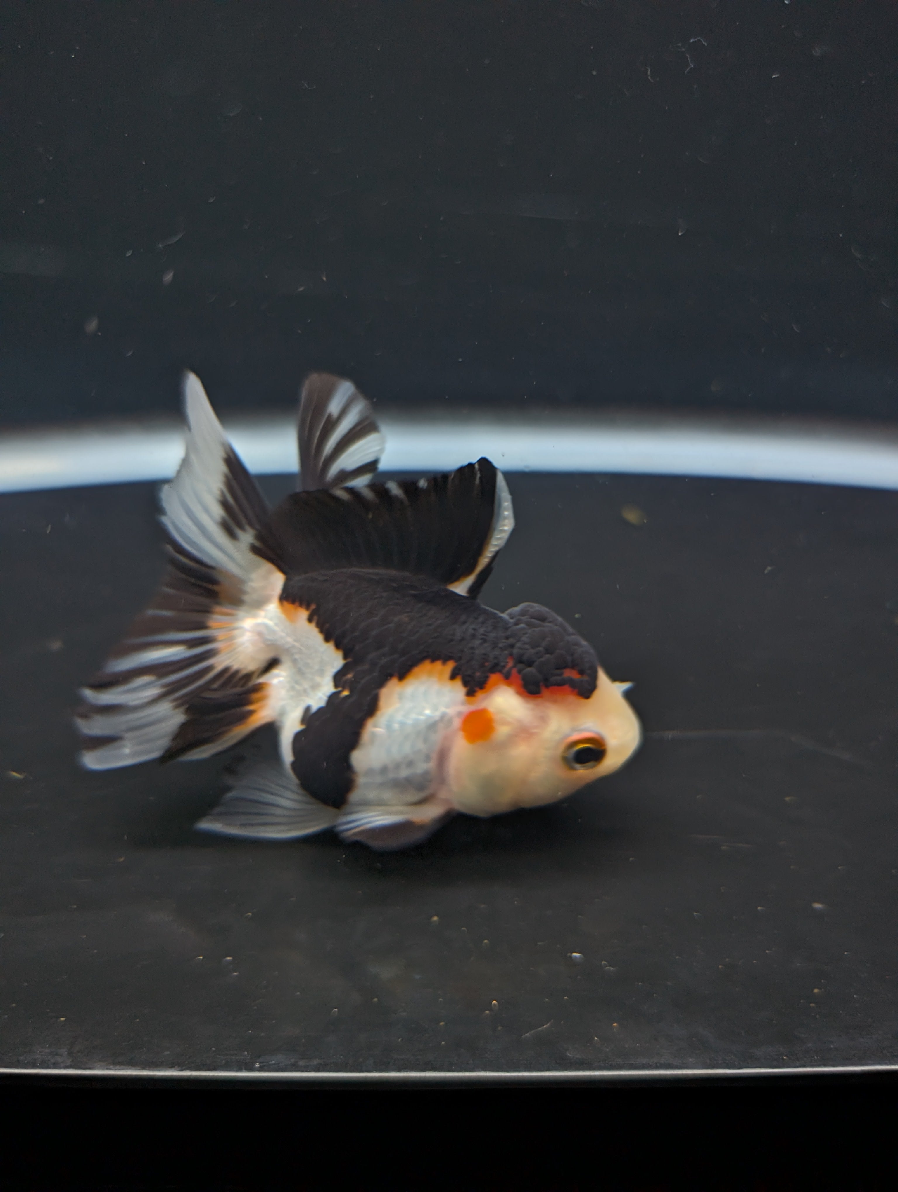 Juvenile Thai Oranda Tricolor Panda 3.5"in.  ID#821T1A-024