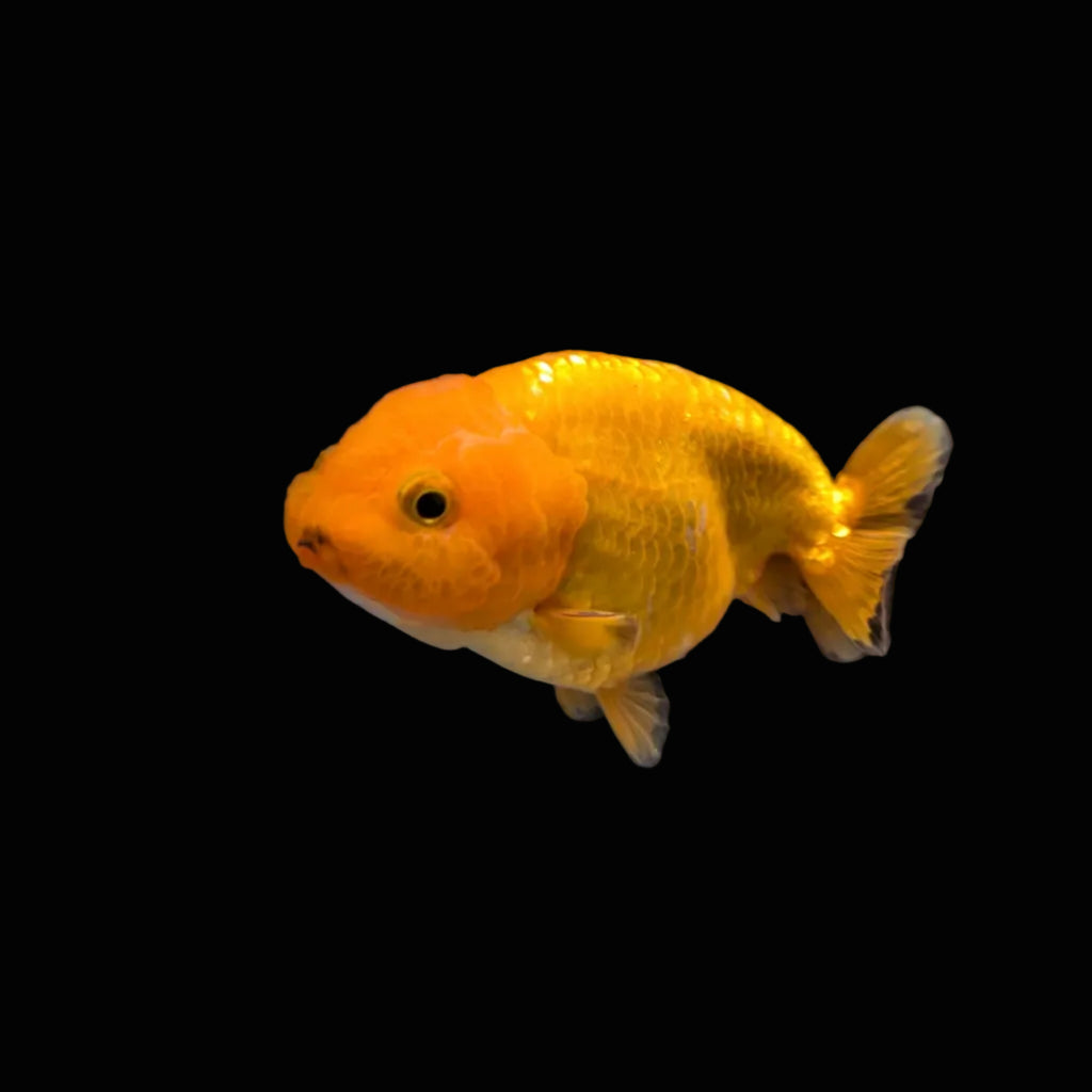 Ranchu Red White 3"-3.5" in. ID#3201A-004