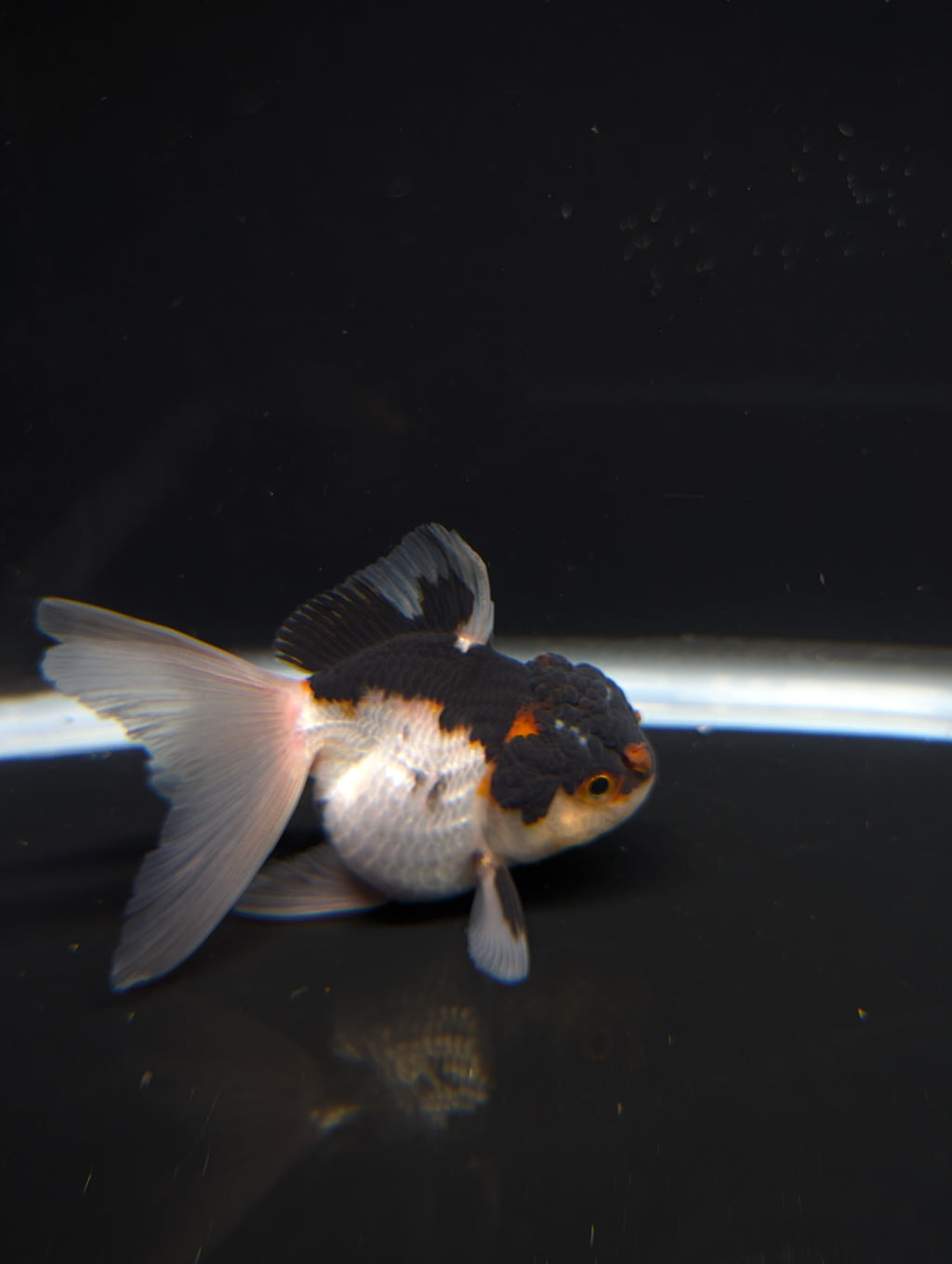 Thai Juvenile Oranda Tricolor 3"-3.5" in.  ID#717T1A-003