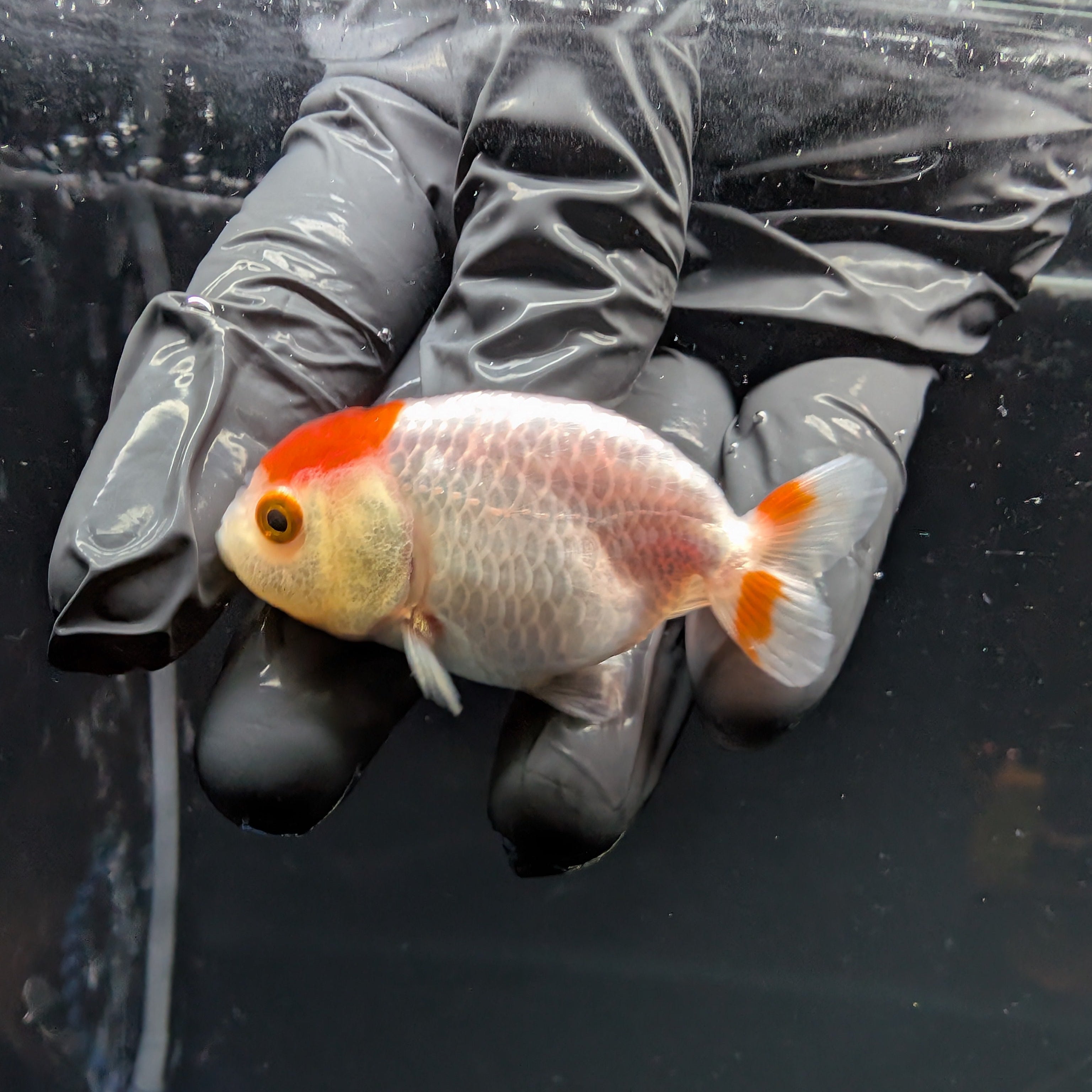 Baby Ranchu Red White 2.5"-3" in. ID#515R4A-012