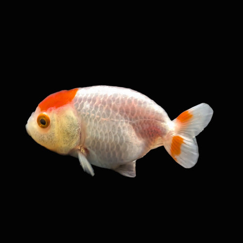 Baby Ranchu Red White 2.5"-3" in. ID#515R4A-012