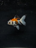 Juvenile Oranda  Tricolor 3"-3.5"in.  ID#619T1A-009