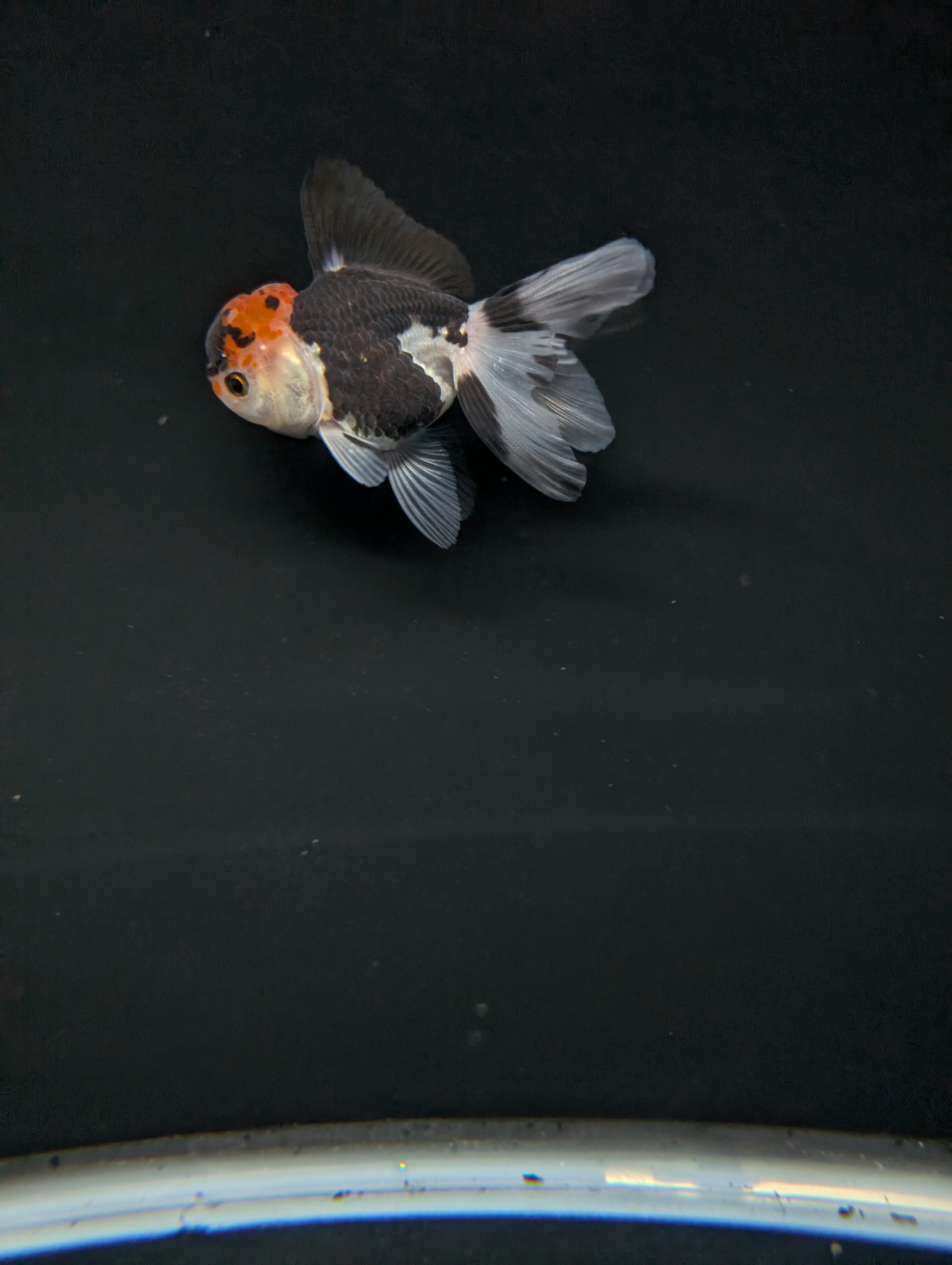 Juvenile Oranda Tricolor 3.5"-4" in.  ID#501T2A-002