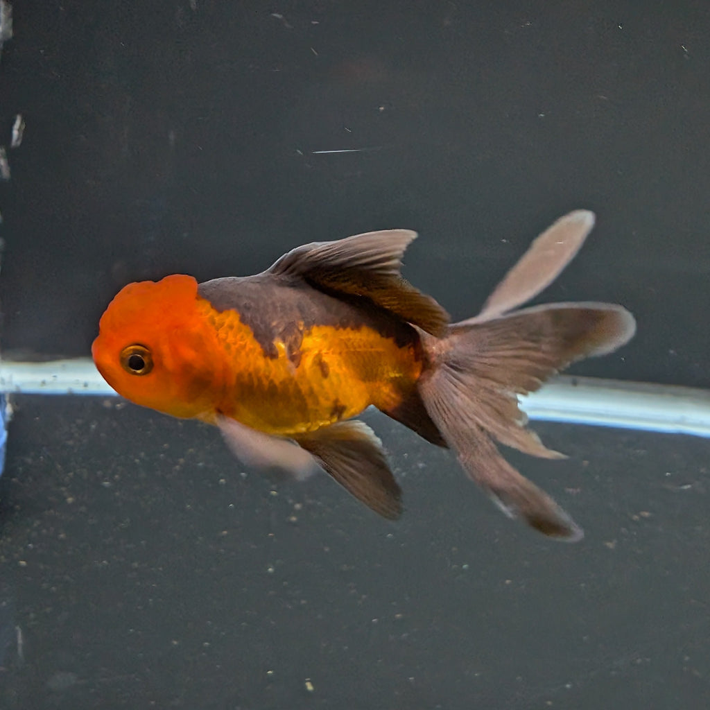 Juvenile Oranda Red Black 3"-3.5"in.  ID#522T1A-003 Please See Notes.
