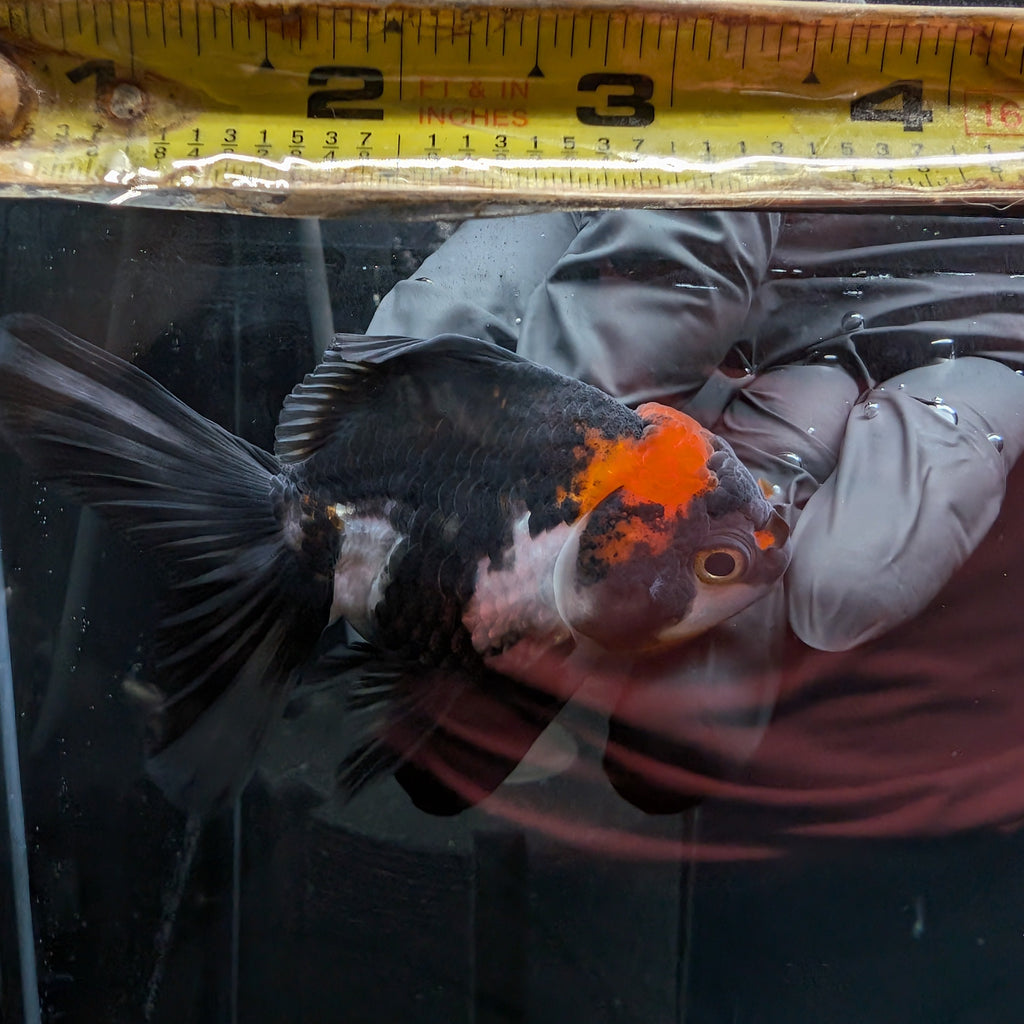 Juvenile Oranda Tricolor 3.5"-4" in.  ID#501T2A-006