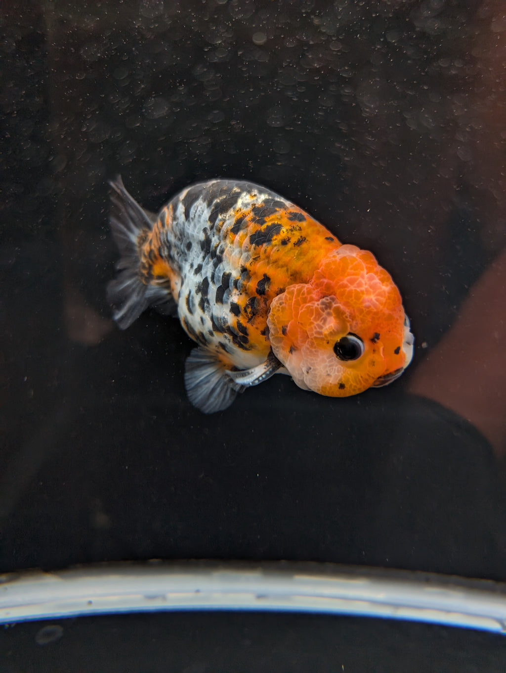 Jumbo Ranchu Calico 4.5"-5" in. ID#821R8A-031