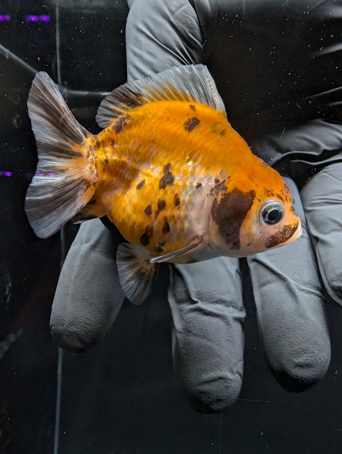 Baby Thai Shogun Oranda Calico 2"-2.5" in. ID#1016BSG11A-007