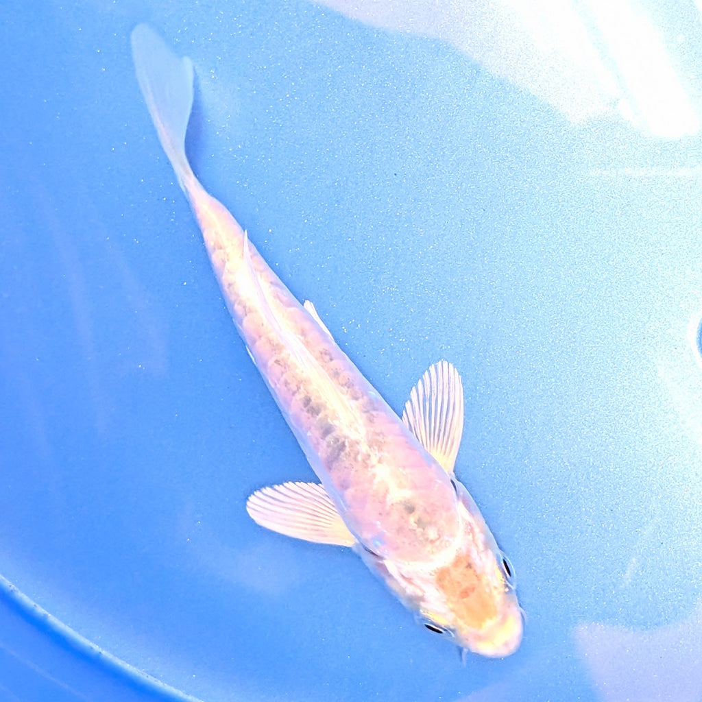 Doitsu Shiro Utsuri Koi  4"in. ID#806BFK-014