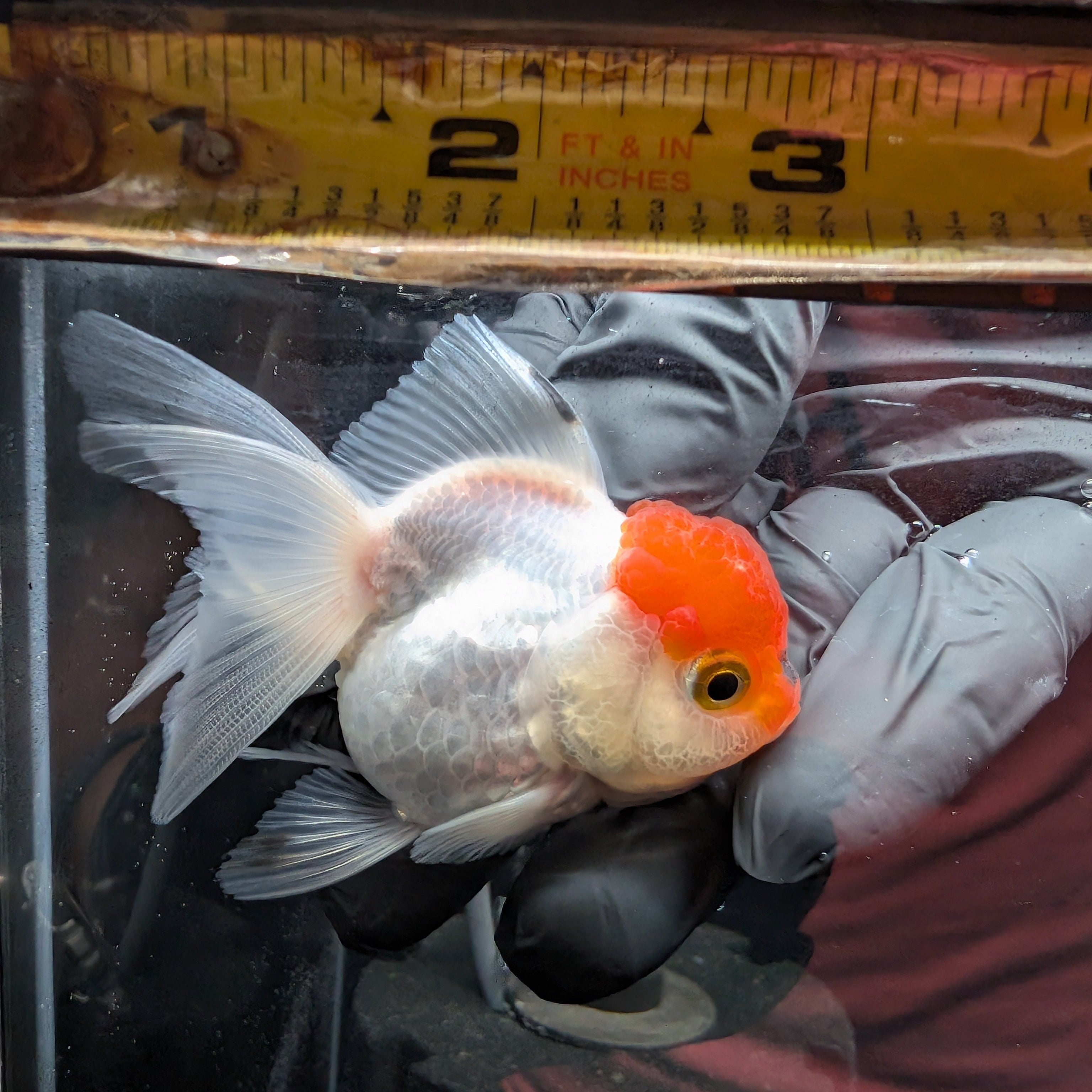 Juvenile Oranda Tricolor 3.5"-4" in.  ID#501T2A-001