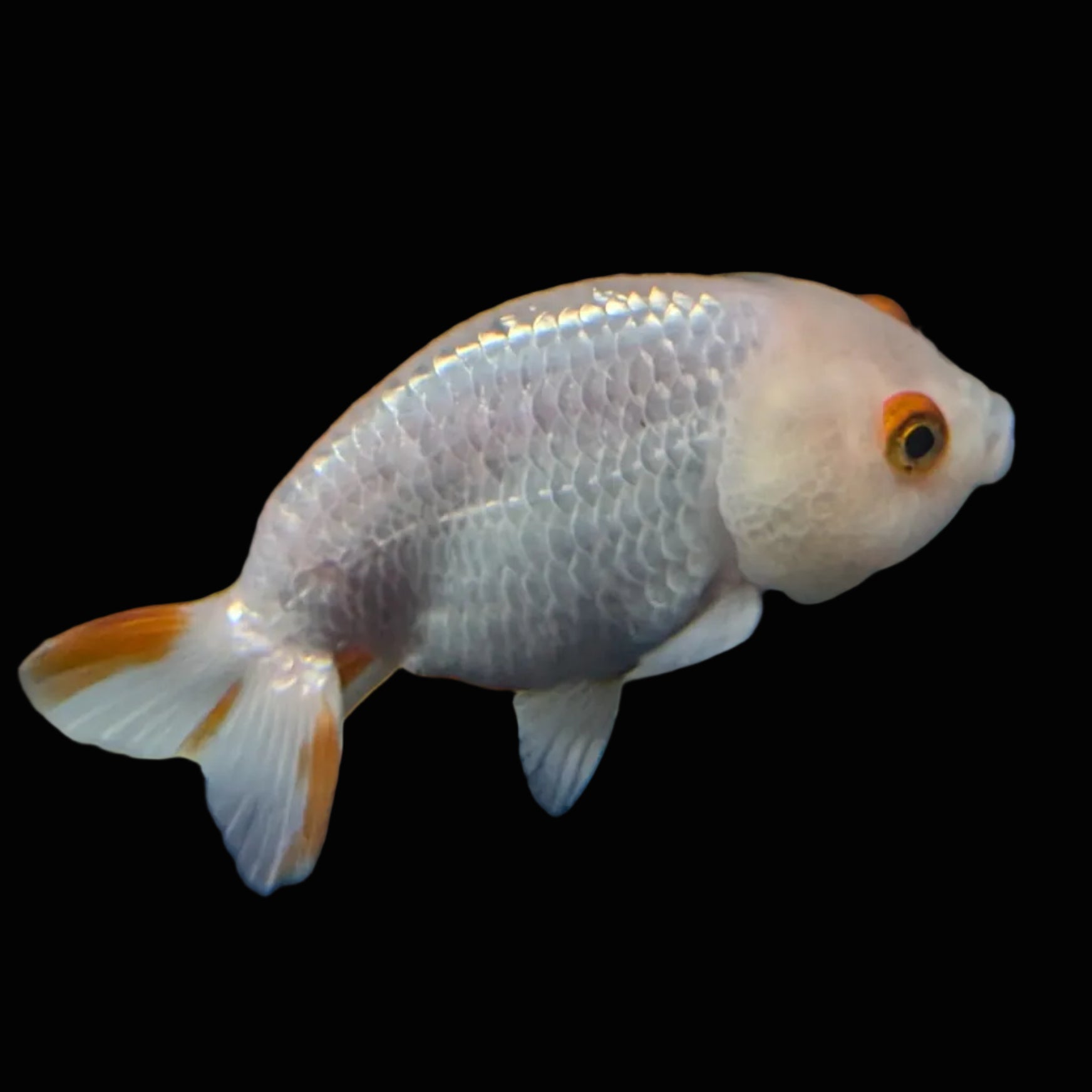 Ranchu Red White 3.5"-4"in. ID#821R4A-052