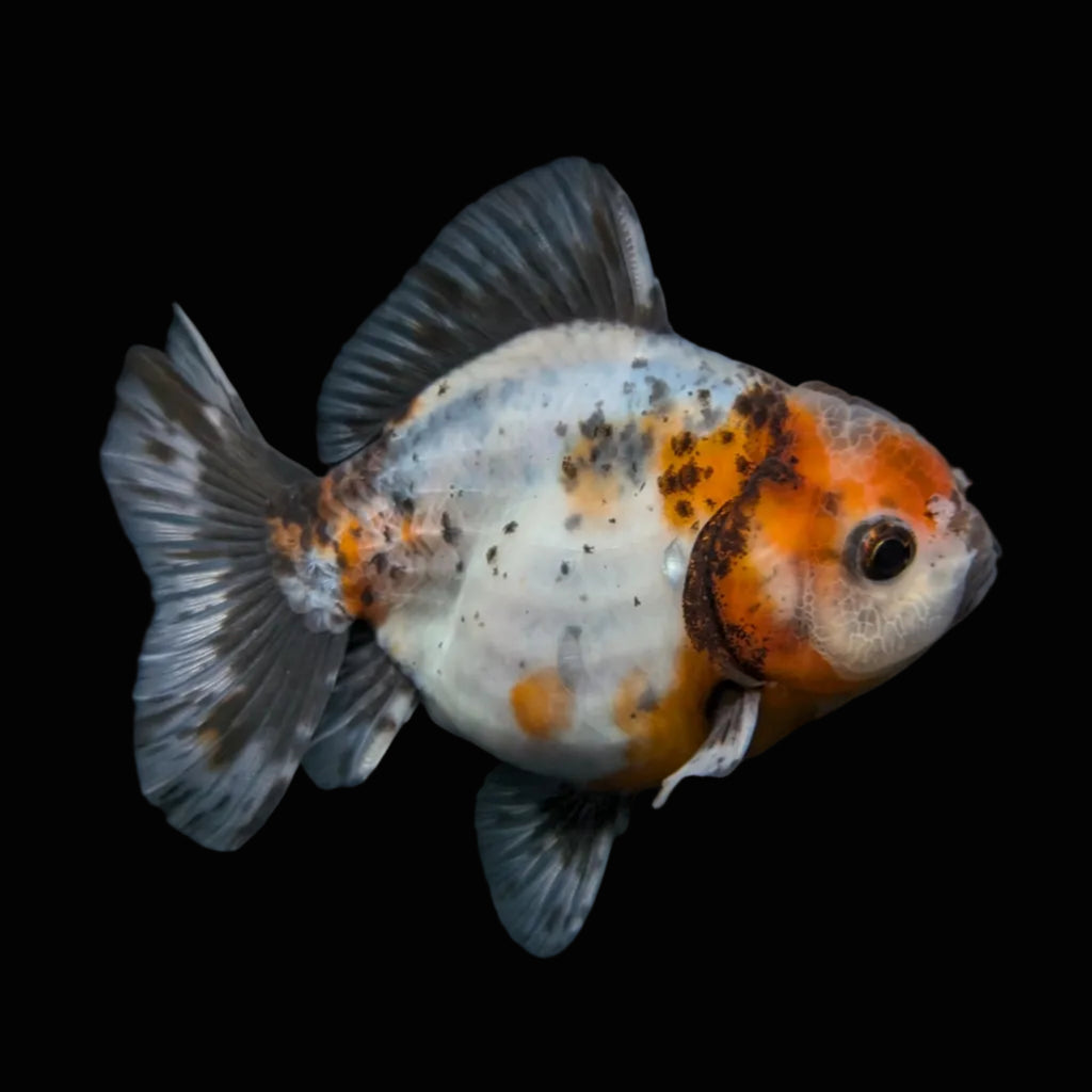 Thai Oranda Shogun Calico 4" in. ID#626SG7A-005