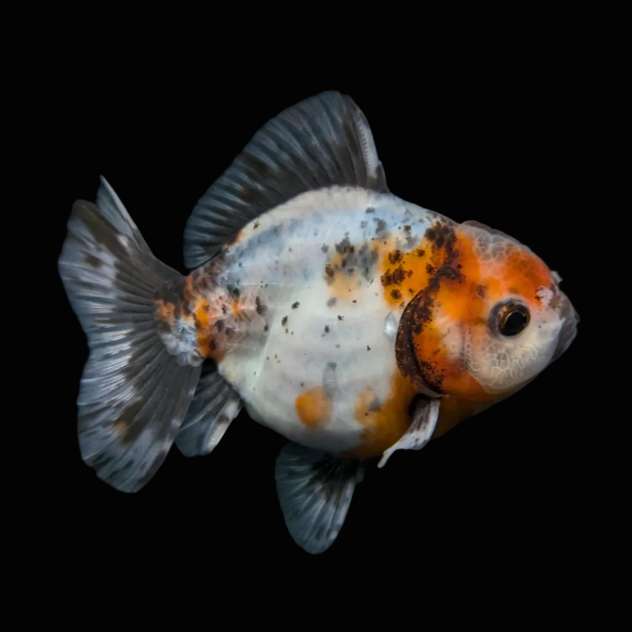 Thai Oranda Shogun Calico 4" in. ID#626SG7A-005