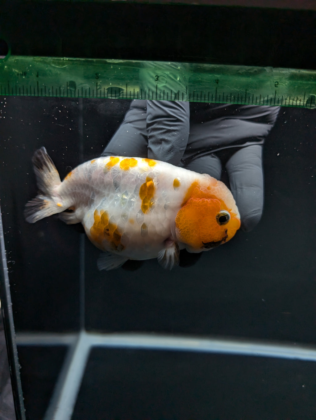 Jumbo Ranchu Sakura Calico 4.5"-5" in. ID#828R8A-052