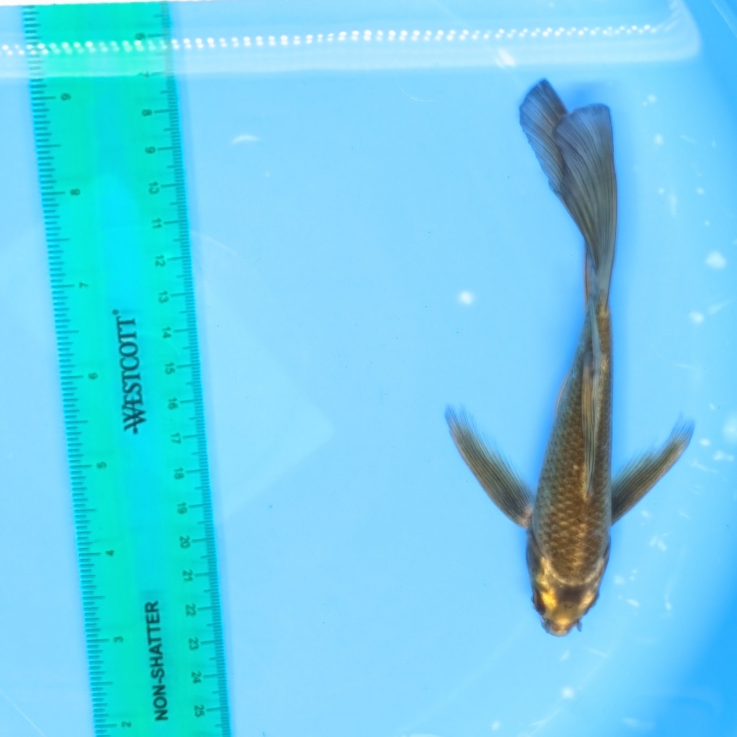 Matsuba Butterfly Koi  6"-7" in. ID#727BFK-010