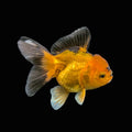Juvenile Oranda Tricolor 3.5"-4" in.  ID#417T7A-014