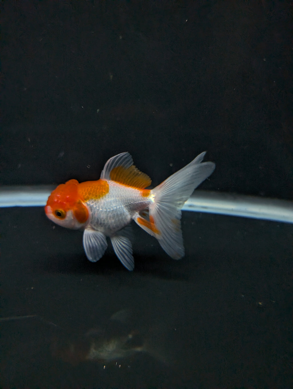 Juvenile Oranda  Red White 3"-3.5"in.  ID#619T1A-008