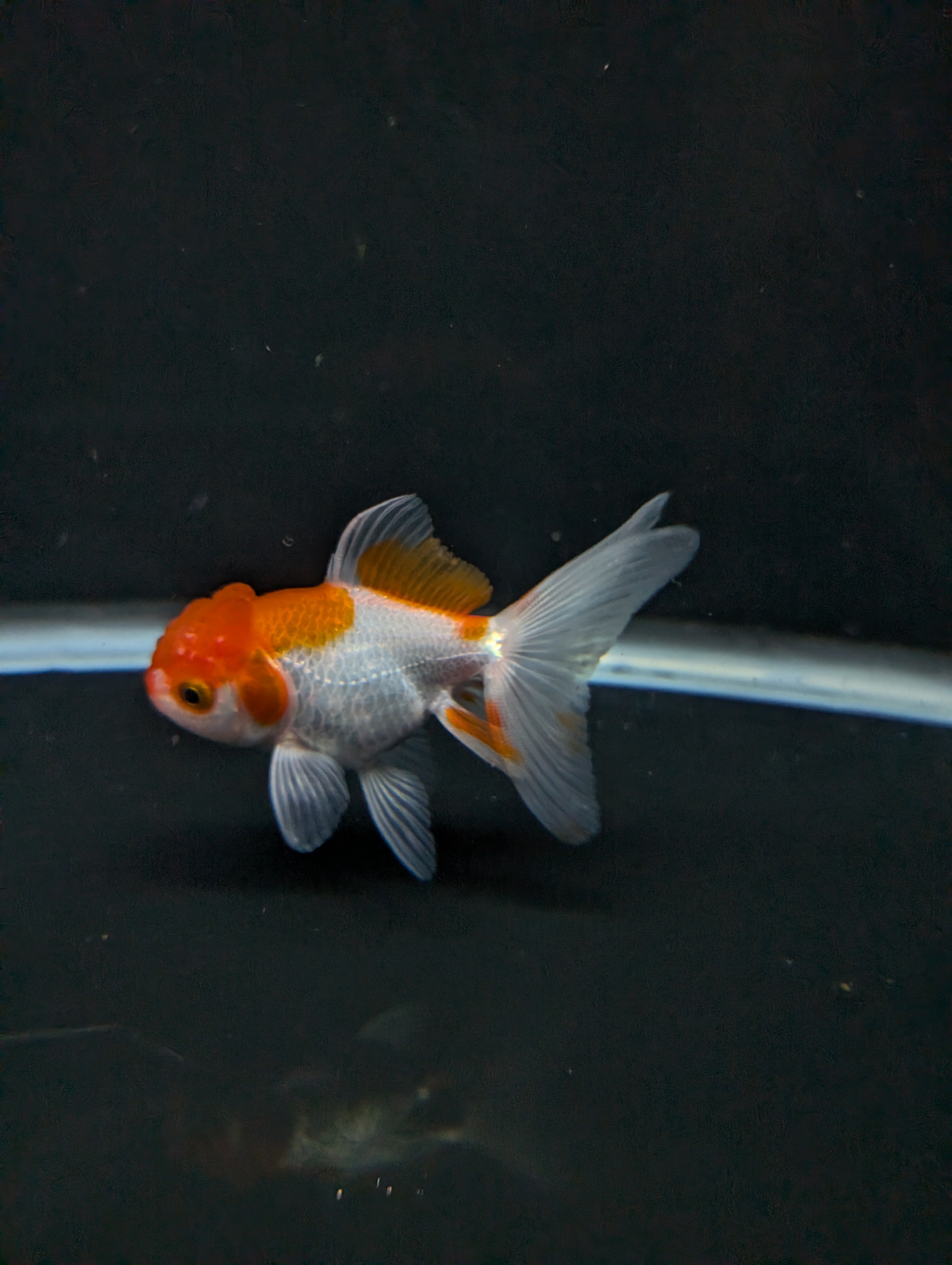 Juvenile Oranda  Red White 3"-3.5"in.  ID#619T1A-008