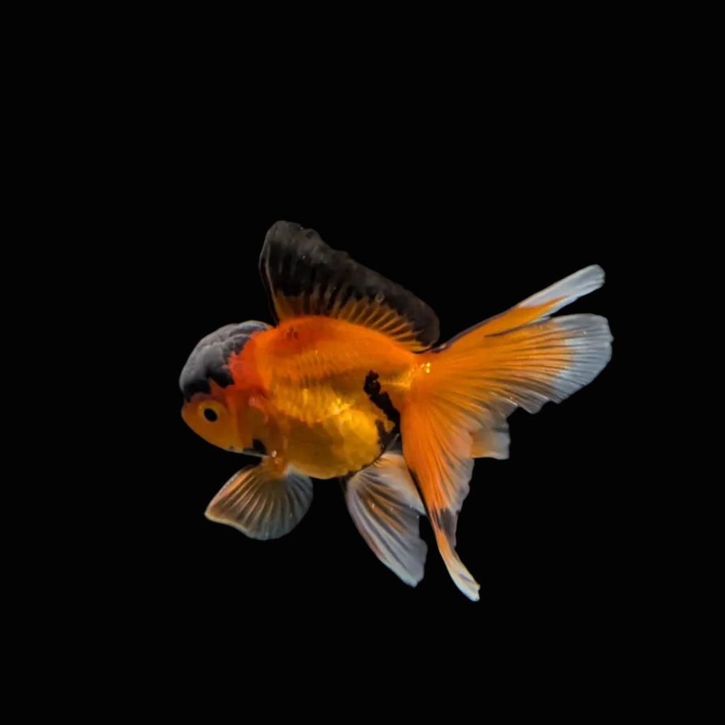 Juvenile Oranda Tricolor 3.5"-4" in.  ID#320T13b-016