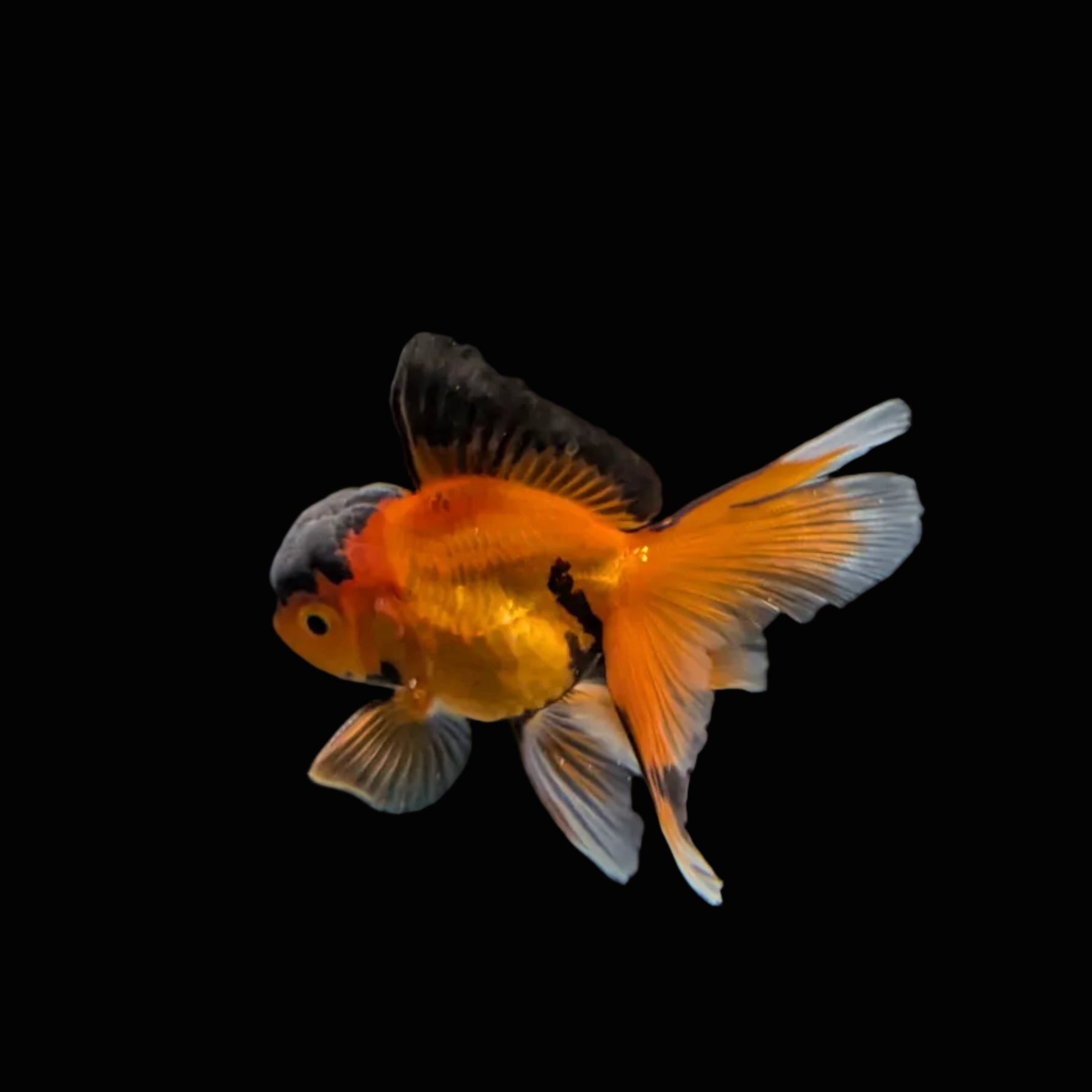 Juvenile Oranda Tricolor 3.5"-4" in.  ID#320T13b-016