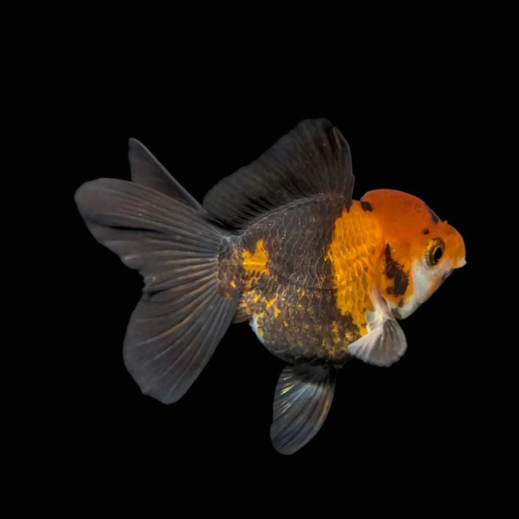 Juvenile Oranda Tricolor 3.5"-4" in.  ID#417T7A-006