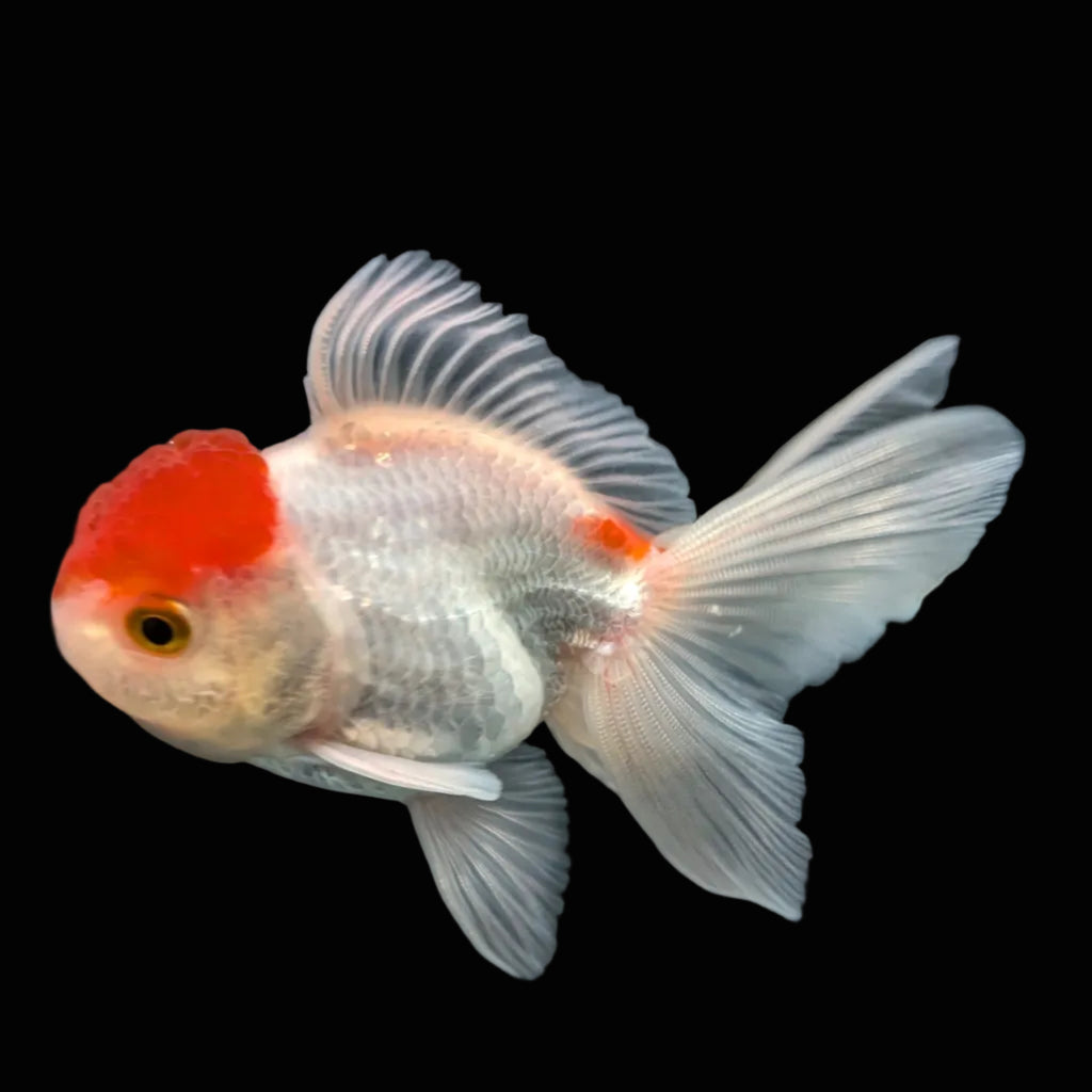 Juvenile Oranda Tricolor 3.5"-4" in.  ID#417T7A-012
