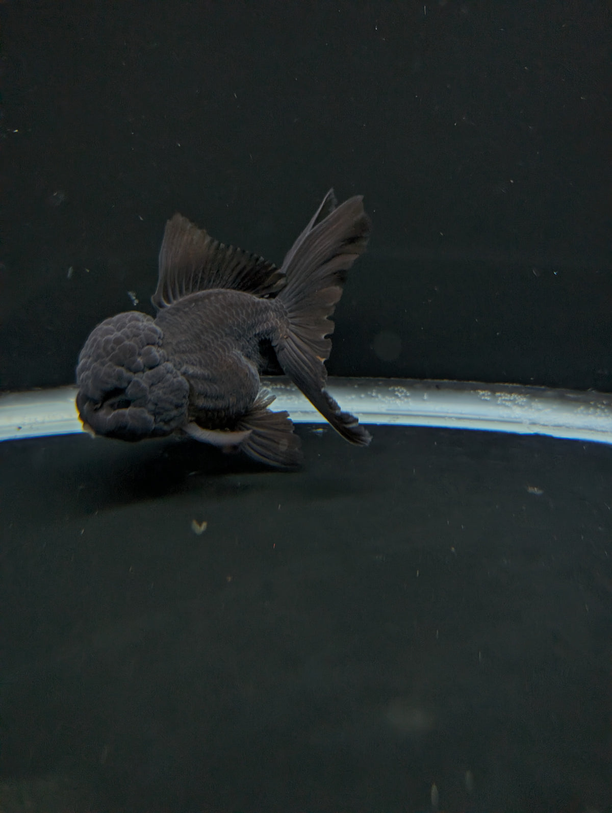 Thai Oranda Godzilla Black 3.5"-4"in.  ID#1023T1A-028