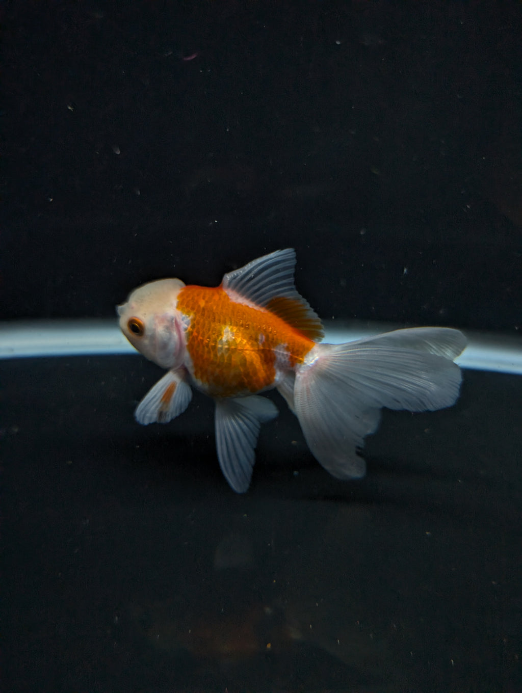 Juvenile Oranda  Red White 3"-3.5"in.  ID#619T1A-012