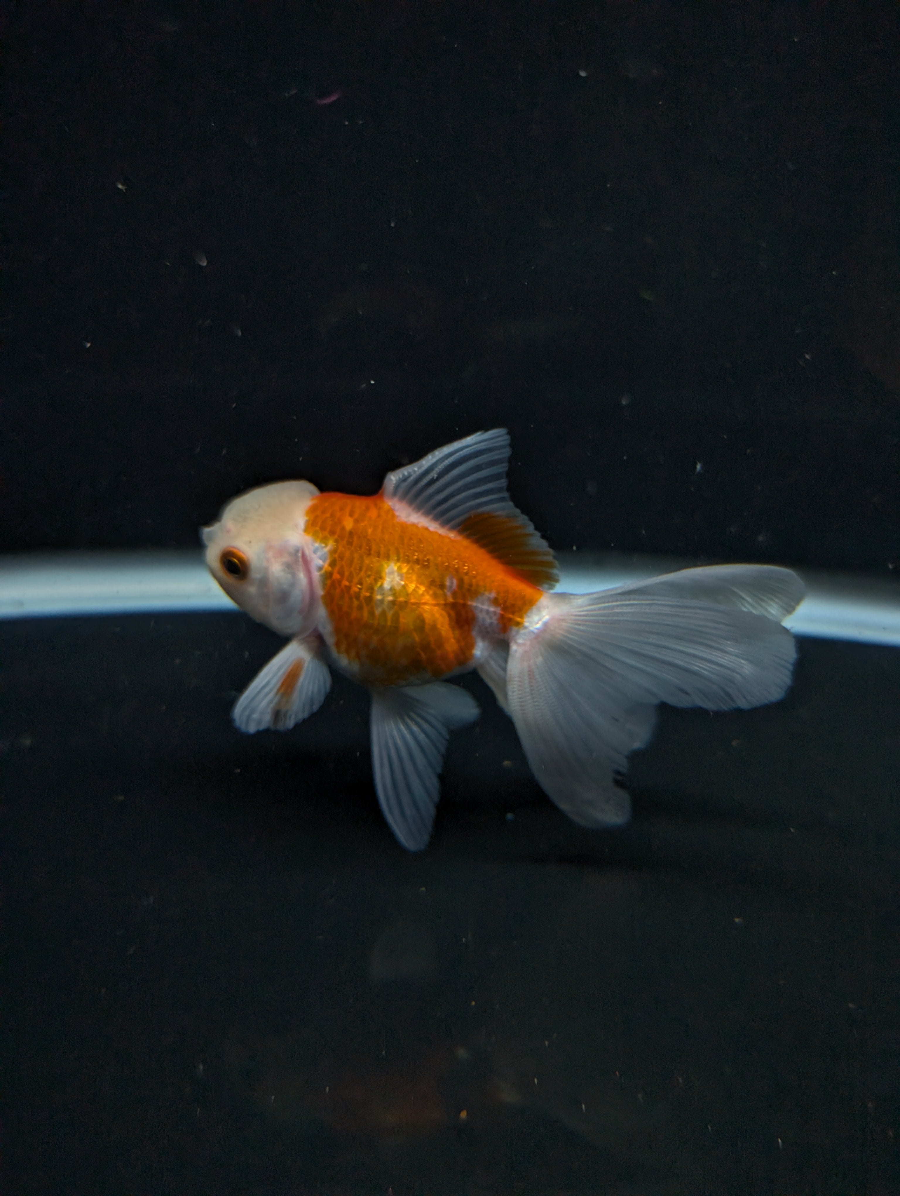 Juvenile Oranda  Red White 3"-3.5"in.  ID#619T1A-012