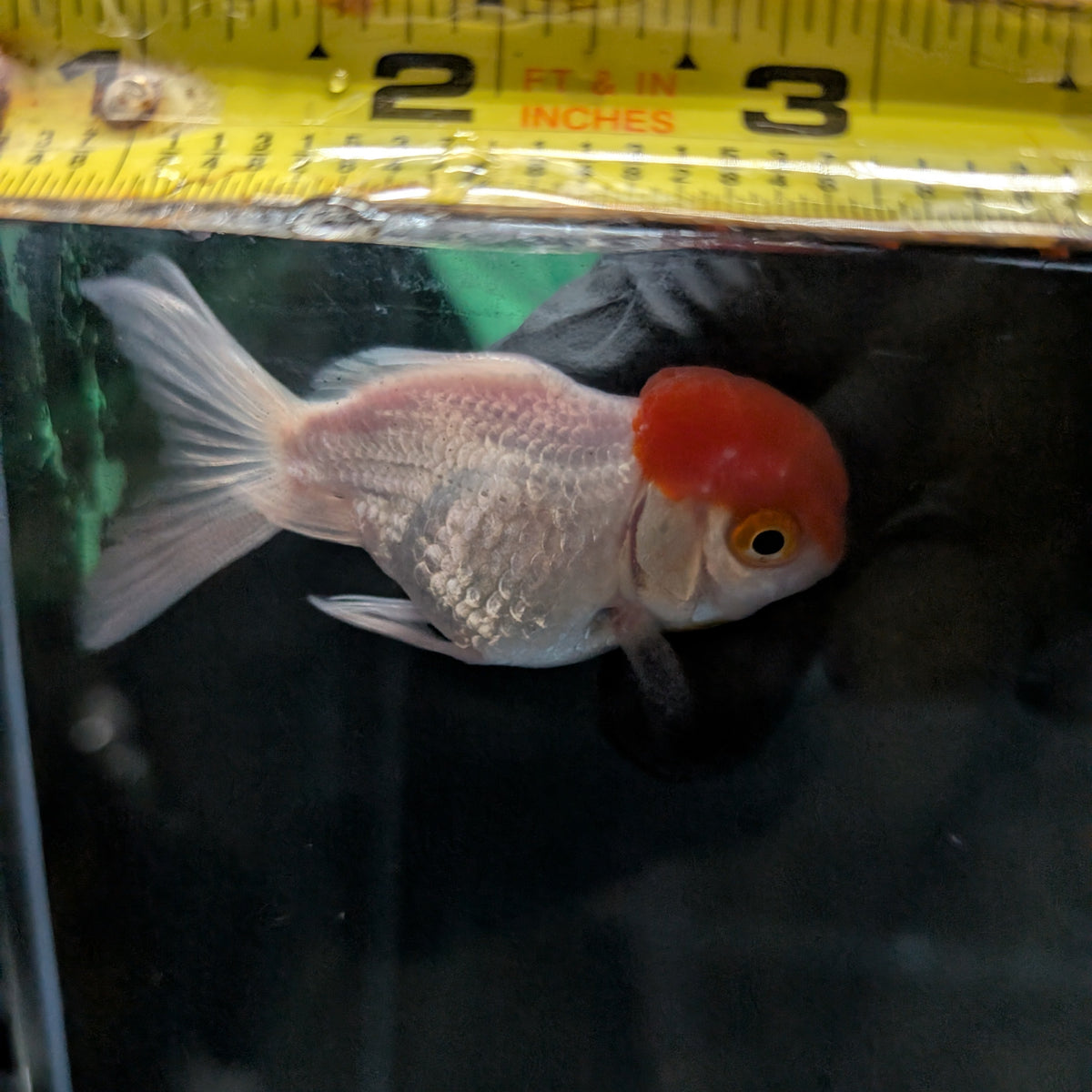 Single - Baby Oranda Red Cap 2"-2.5" *Assorted Dealers Choice