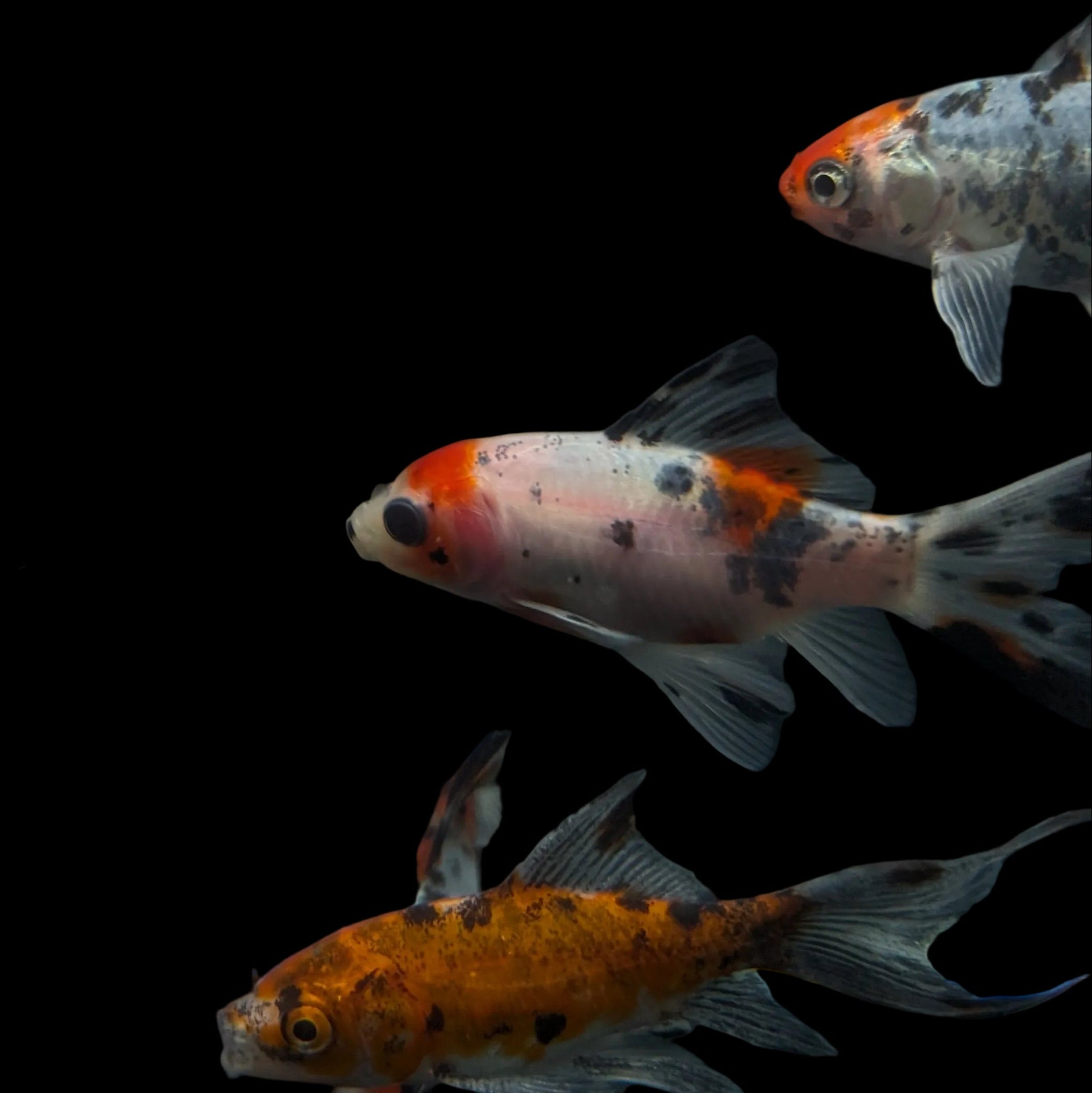 Single - Juvenile Long Tail Shubunkin Calico *Assorted 3.5"-4" in.