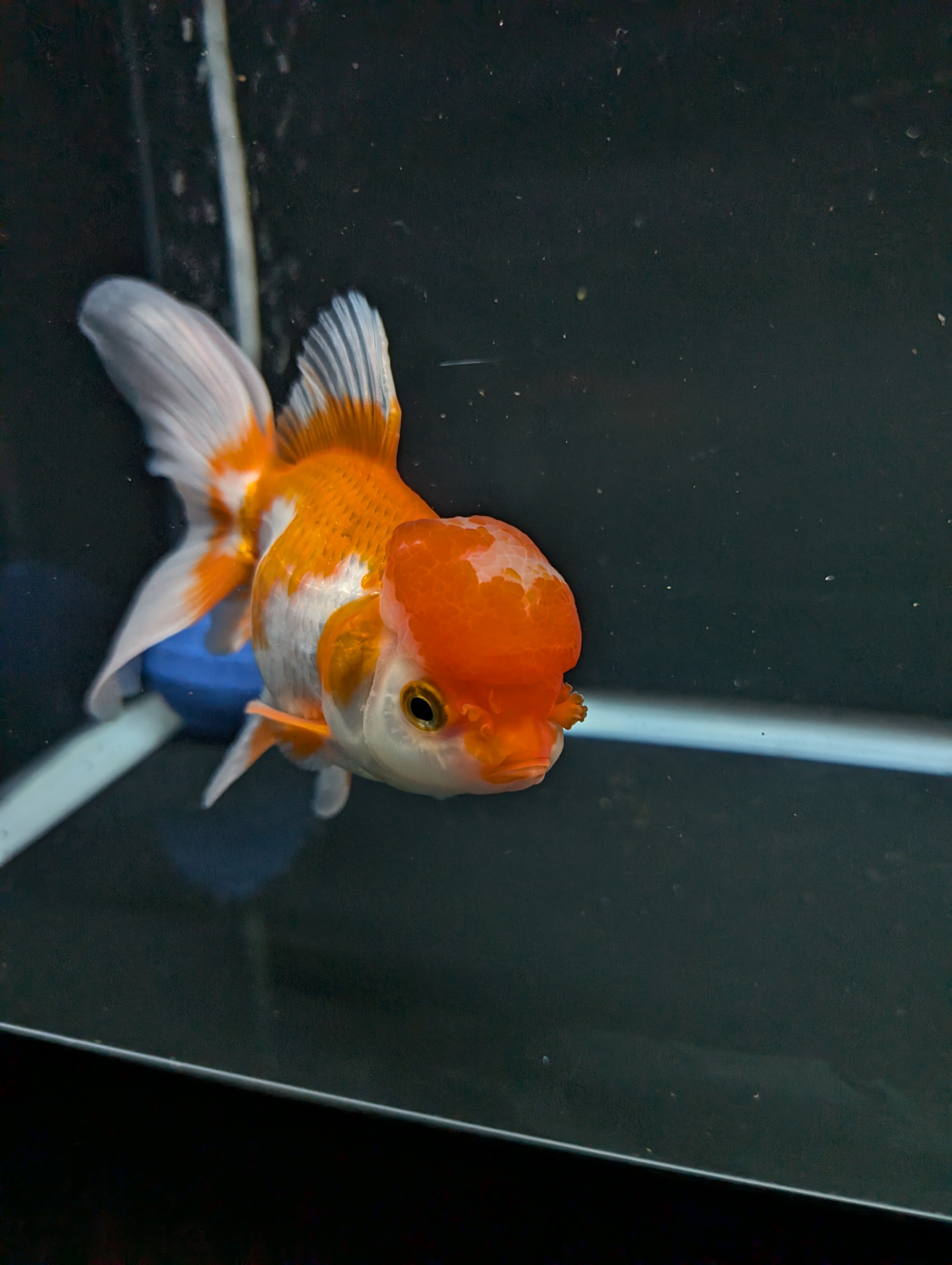 Jumbo Oranda Red White 6.5"-7"in.  ID#522T4B-003