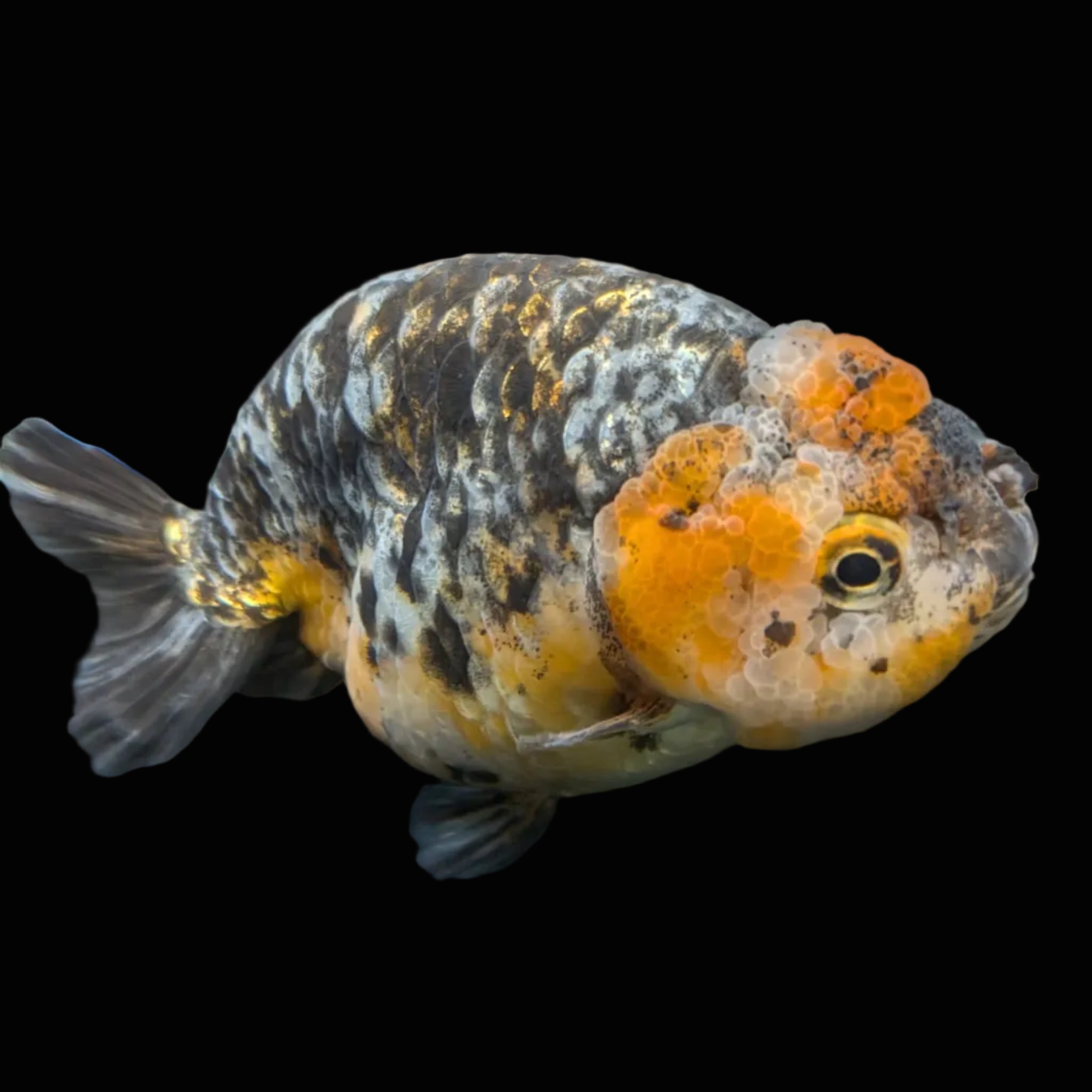 Jumbo Ranchu Kirin Calico 4.5"-5" in. ID#828R8A-051