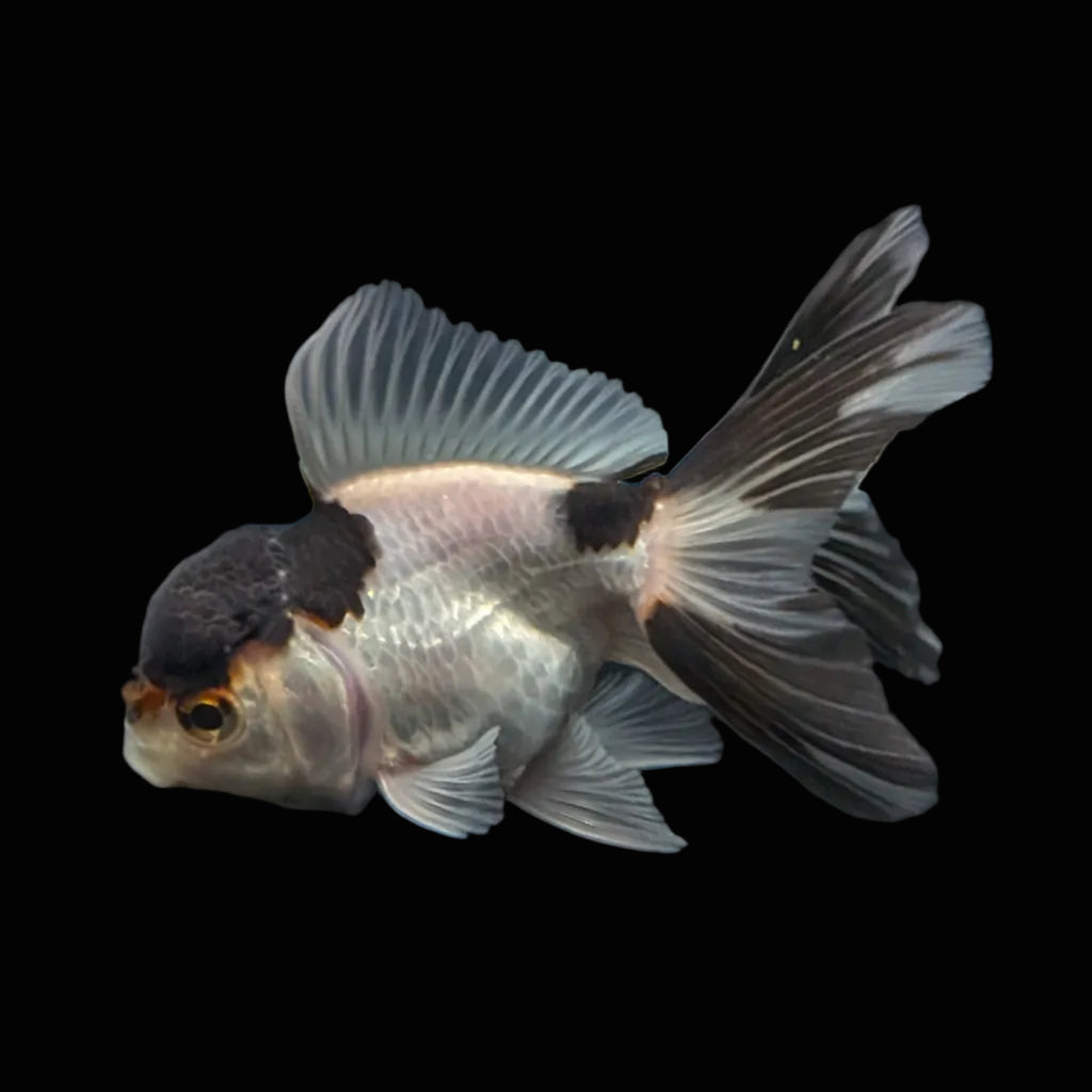 Juvenile Thai Oranda Panda 3"in.  ID#821T1A-022