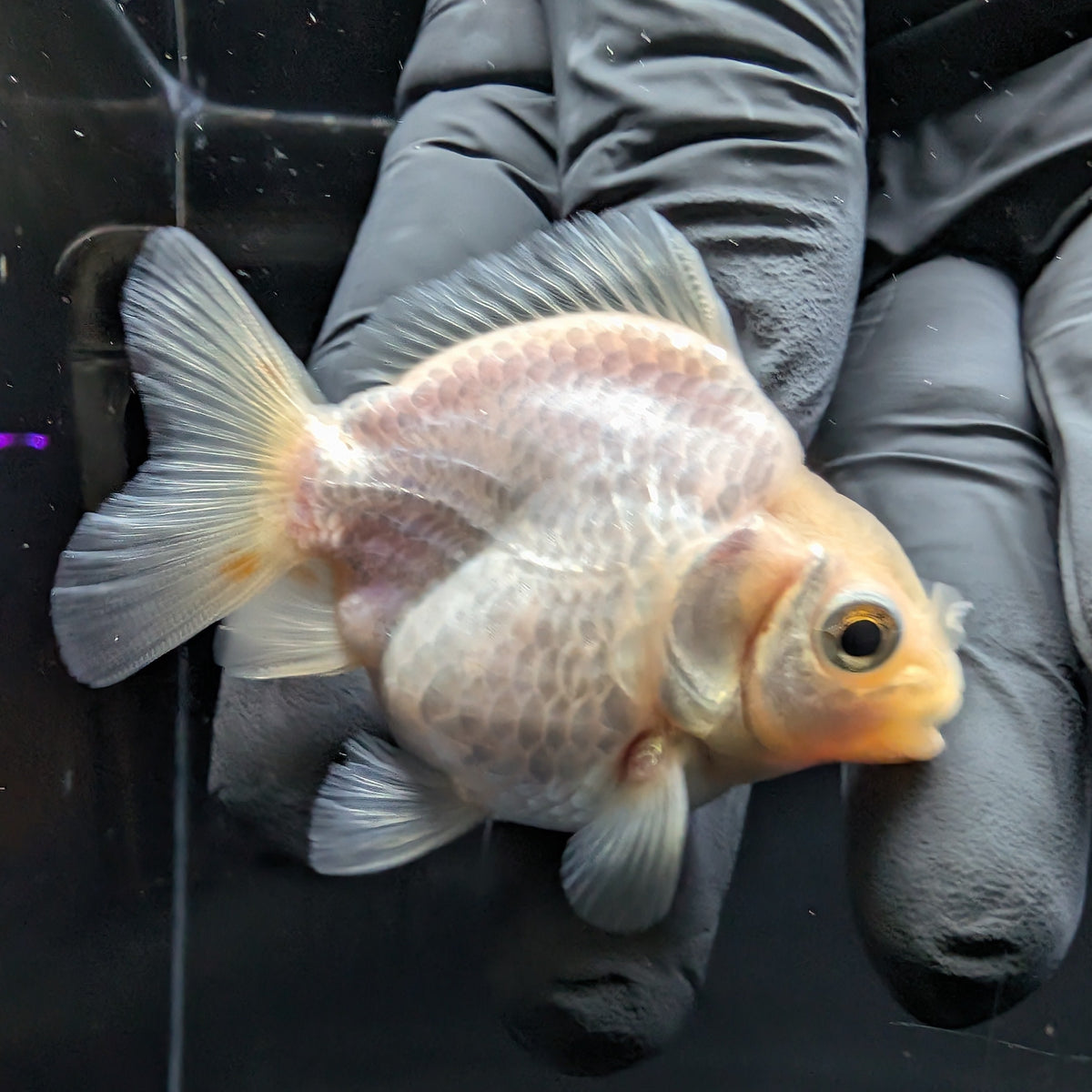 Baby Thai Shogun Oranda White 2"-2.5" in. ID#1016BSG11A-008