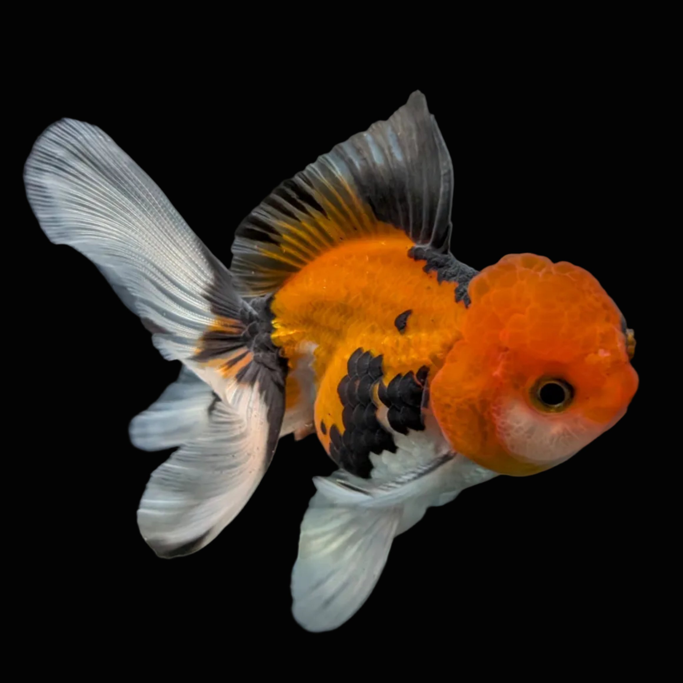 Juvenile Oranda Tricolor 3.5"-4" in.  ID#424T1A-003