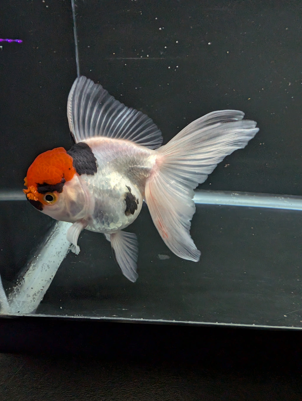 Thai Oranda Tricolor 4"-4.5"in.  ID#1016T1A-006