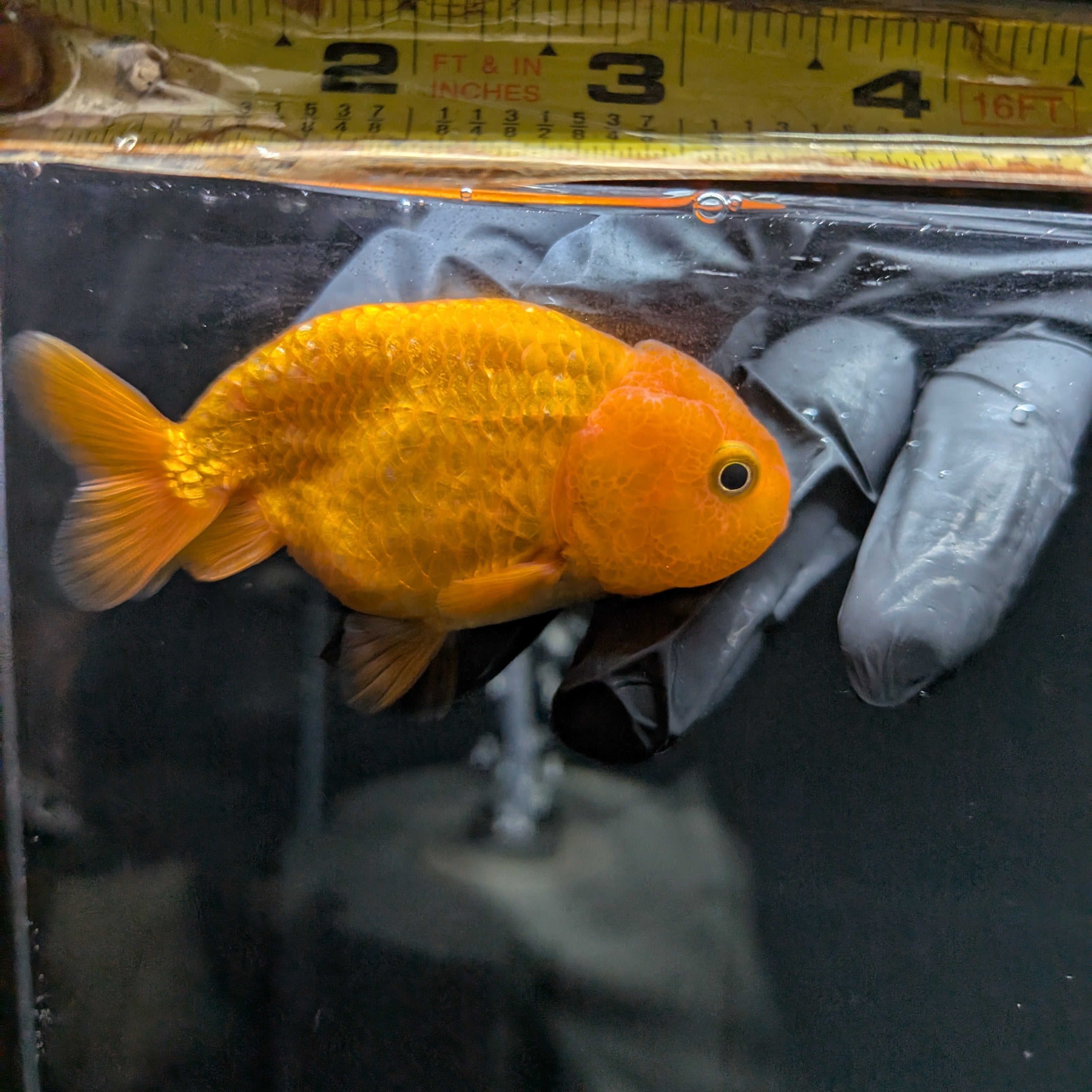 Ranchu Red White 3"-3.5" in. ID#424R13A-014