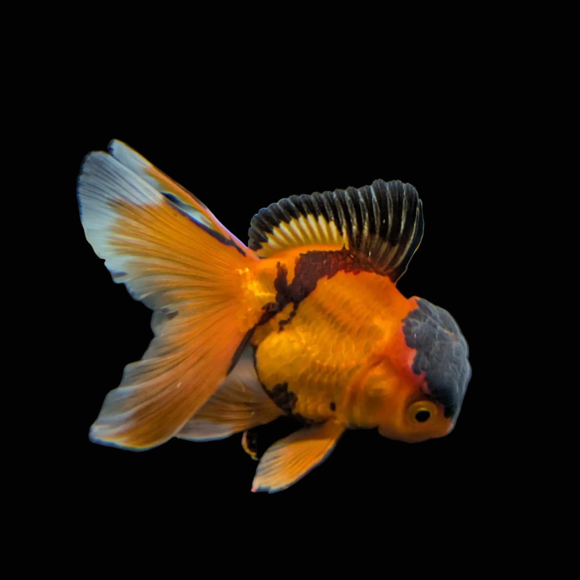 Juvenile Oranda Tricolor 3.5"-4" in.  ID#320T13b-016