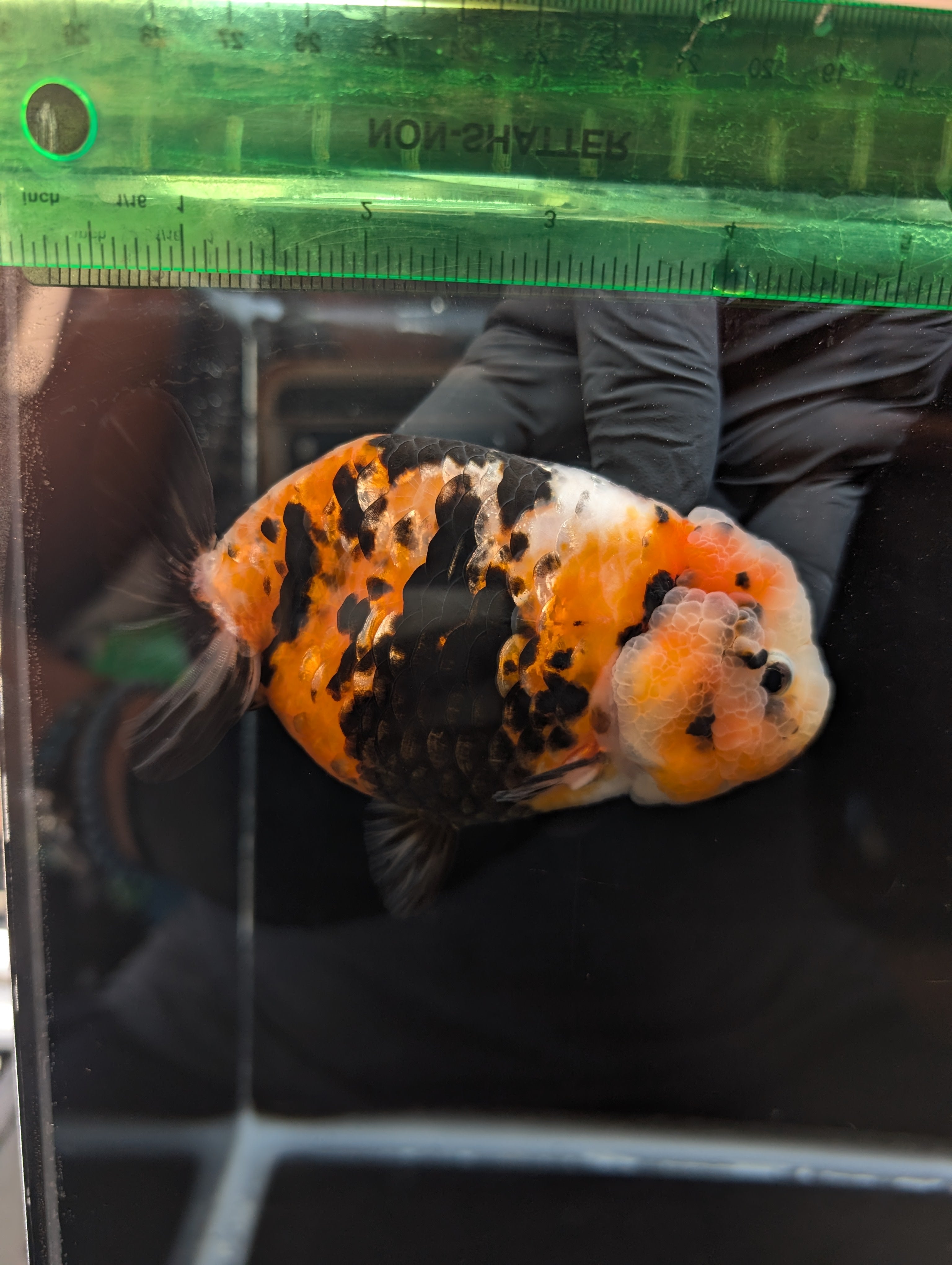 Jumbo Ranchu Milk Cow Calico 4.5"-5" in. ID#814R8A-021